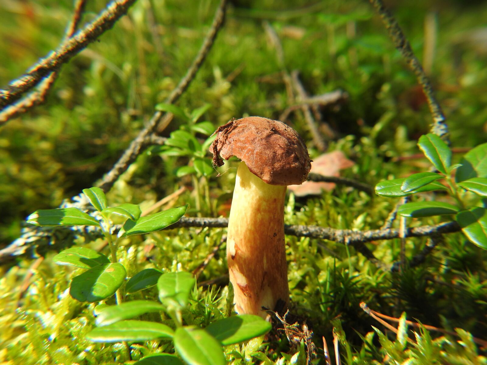 Nikon Coolpix P900 sample photo. Mushroom, forest, nature photography
