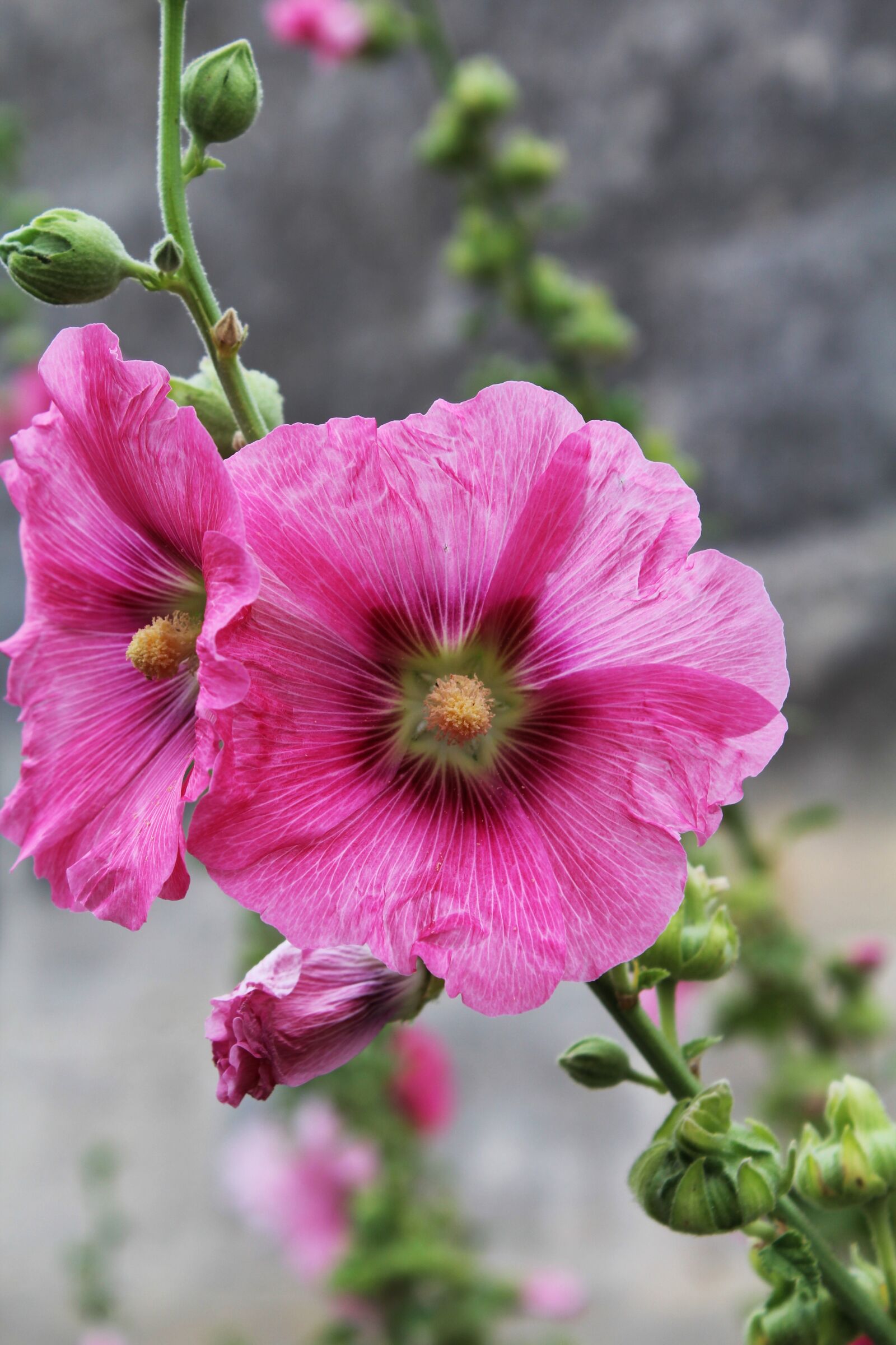 Canon EOS 1200D (EOS Rebel T5 / EOS Kiss X70 / EOS Hi) sample photo. Hollyhock, passerose, pink photography