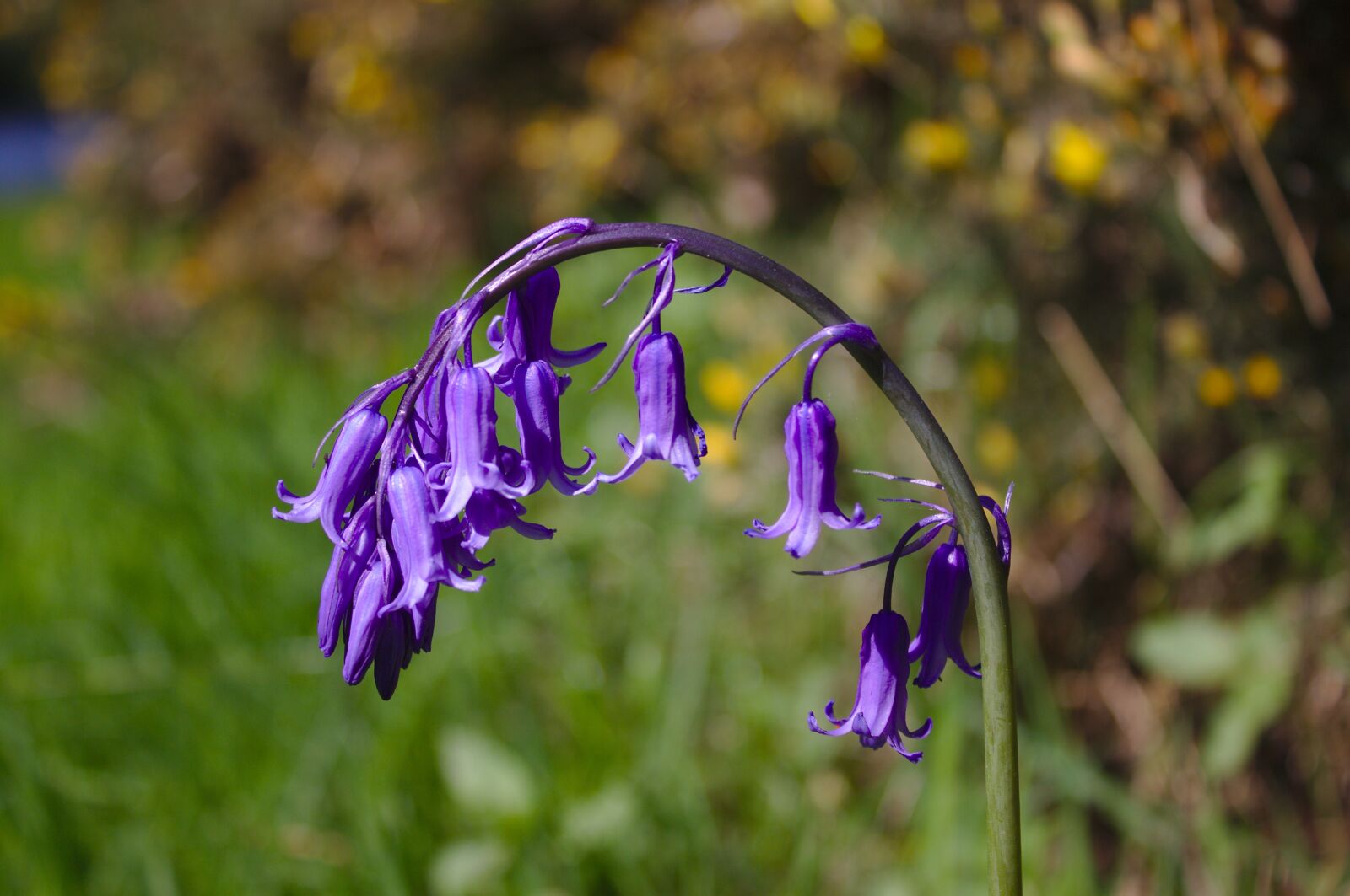 Canon EOS 50D sample photo. Bluebell, flowers, gorse photography