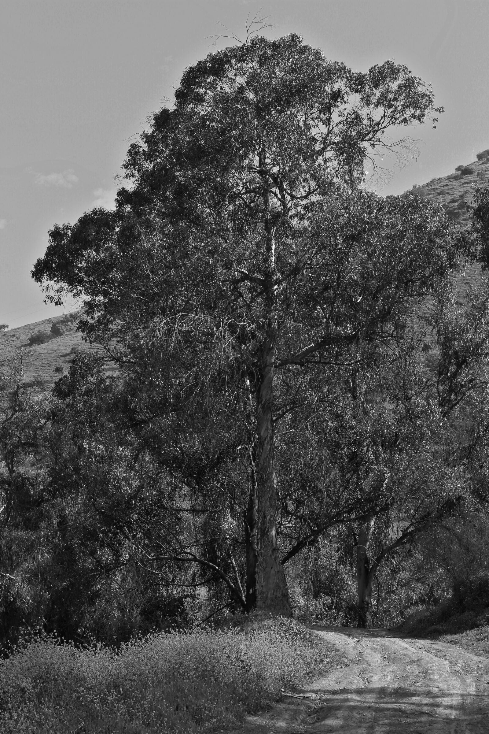 Canon EOS 100D (EOS Rebel SL1 / EOS Kiss X7) sample photo. Tree, nature, field photography