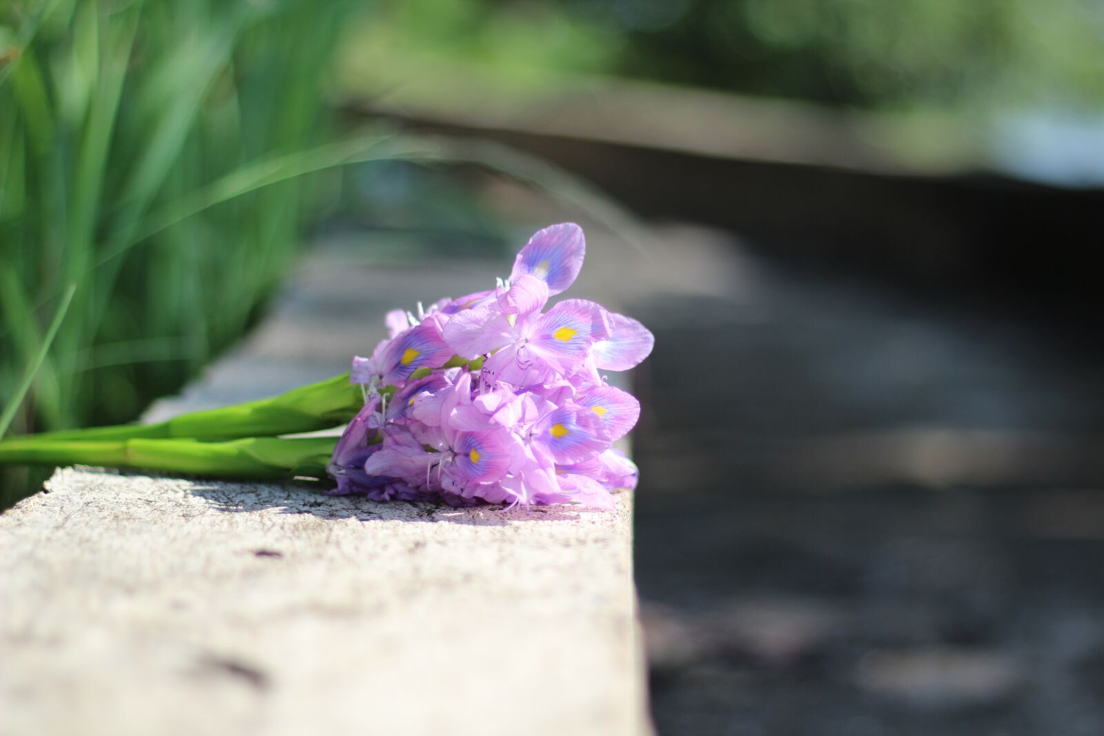 Canon EOS 600D (Rebel EOS T3i / EOS Kiss X5) sample photo. Flower, purple flowers, flowers photography