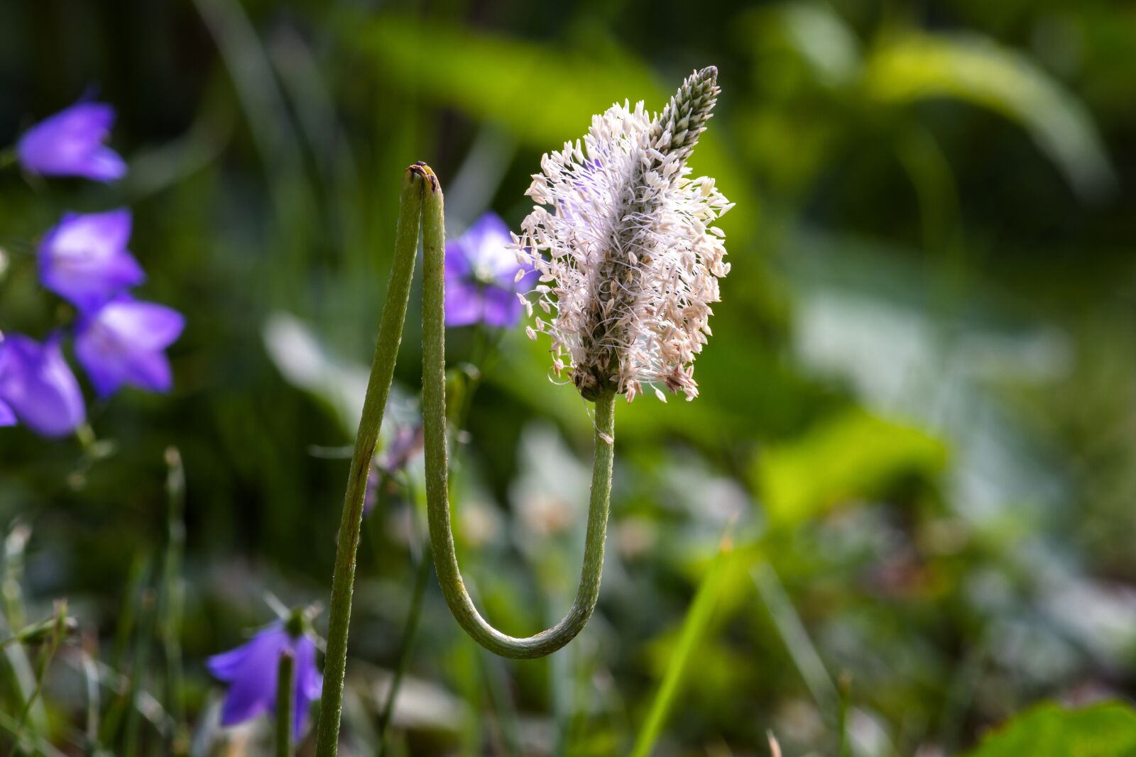 Nikon D7200 sample photo. Plantain, wild plant, flower photography