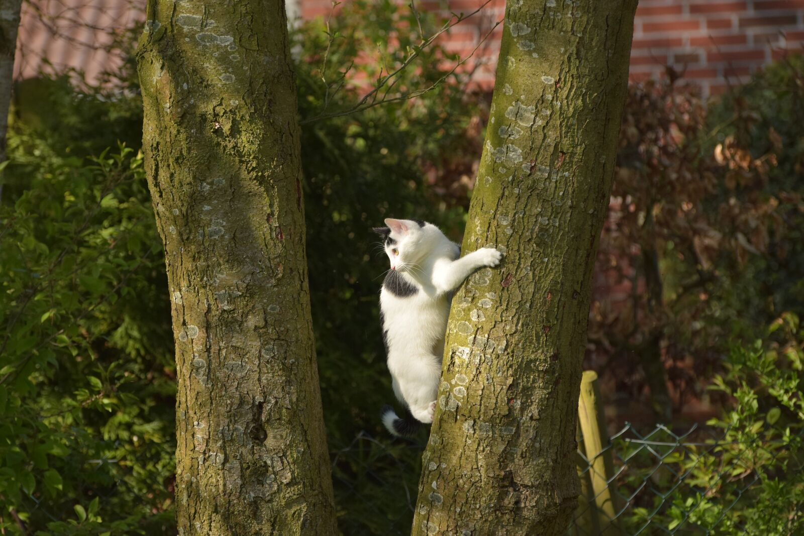 Nikon D5300 sample photo. Cat, climb, tree photography