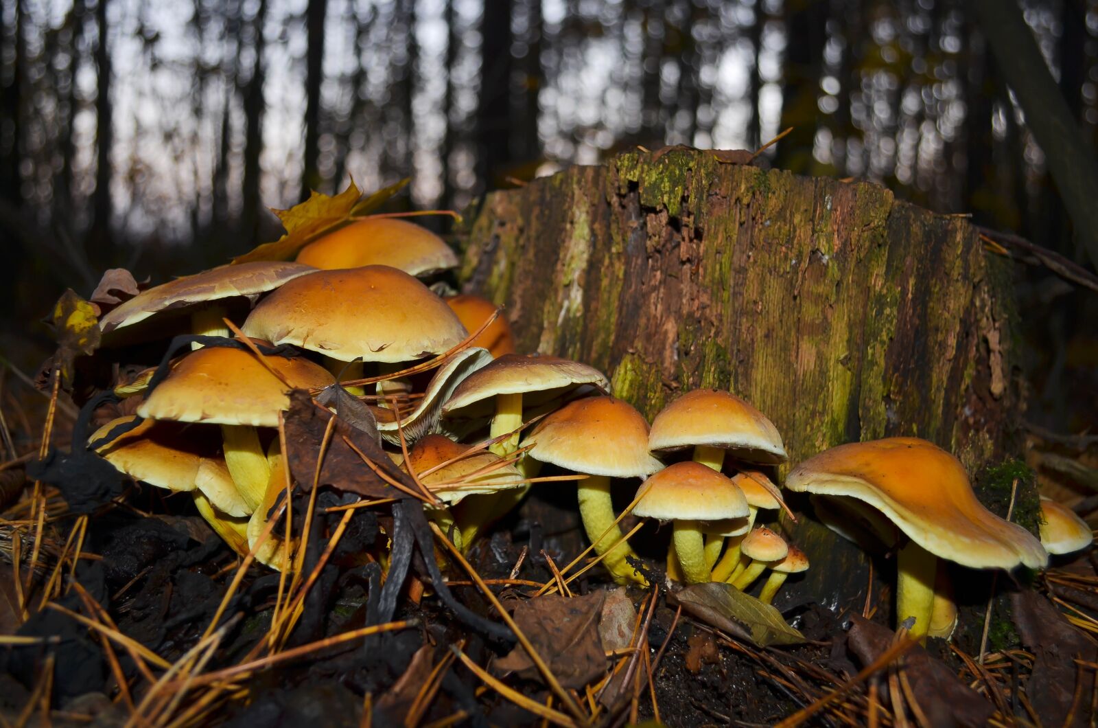 Nikon D5100 sample photo. Mushrooms, forest, in the photography