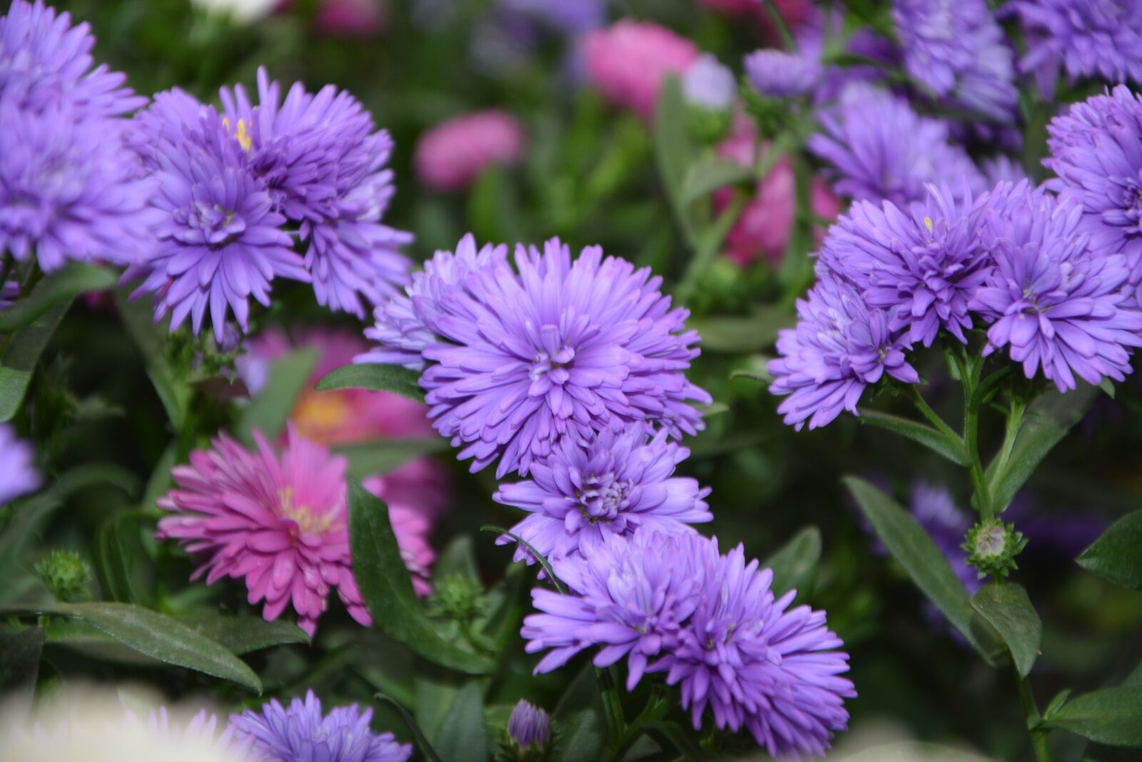 Nikon D5200 sample photo. Flowers, purple, green leaves photography