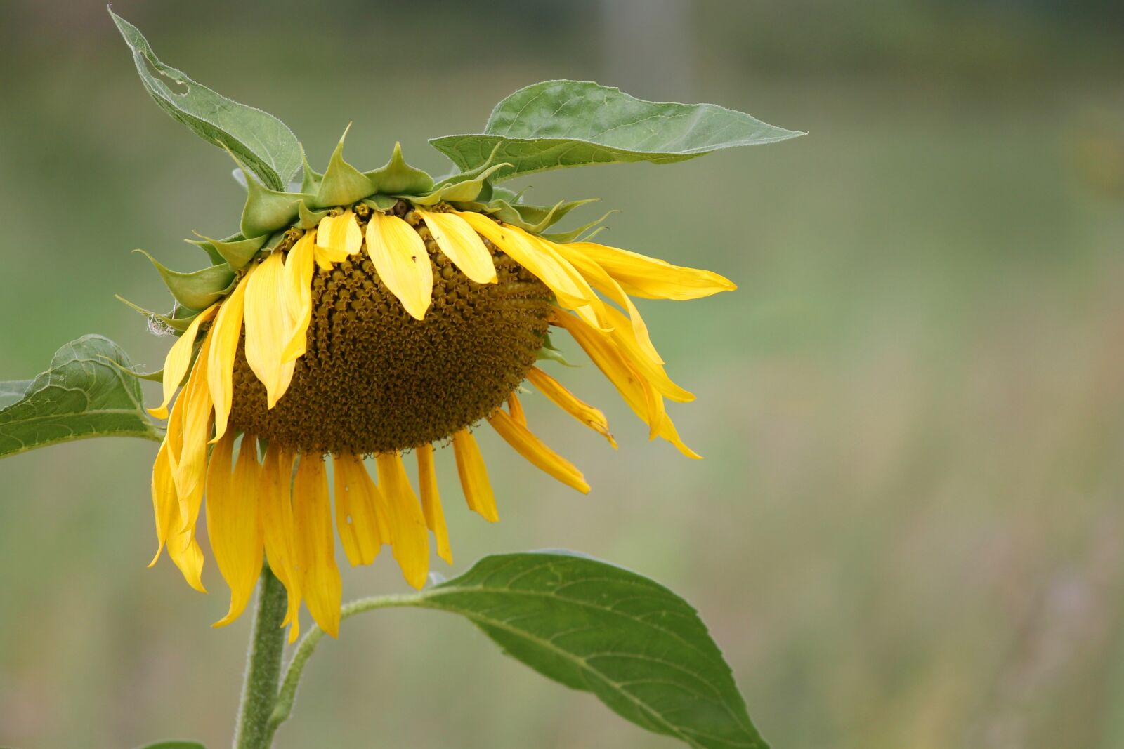 Canon EOS 1100D (EOS Rebel T3 / EOS Kiss X50) sample photo. Sunflower, blossom, bloom photography