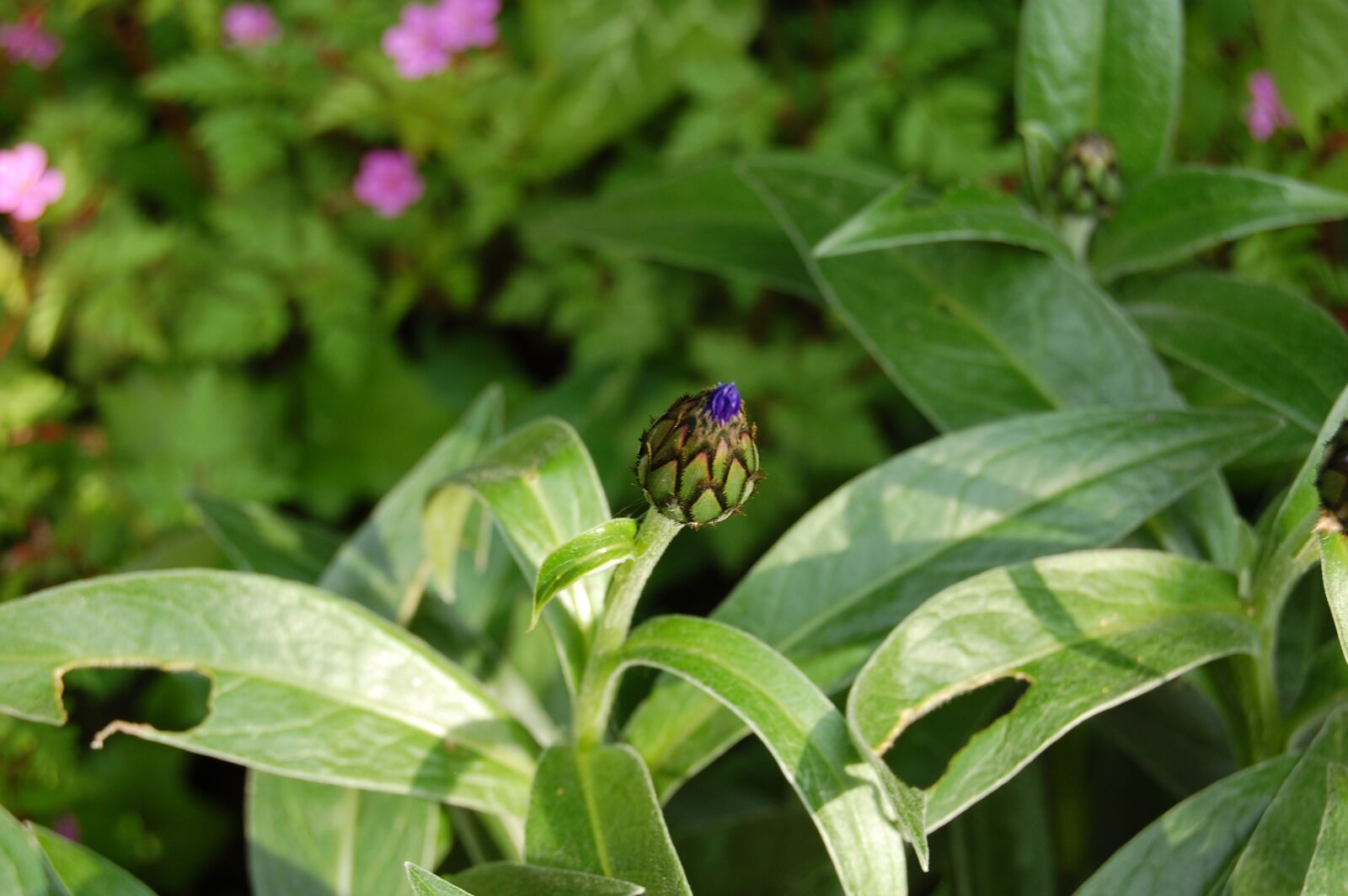 Nikon D40 sample photo. Blueberry, bud, flower photography