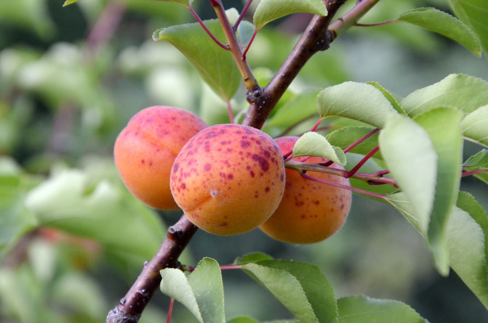 Nikon D7000 sample photo. Apricots, tree fruit, garden photography
