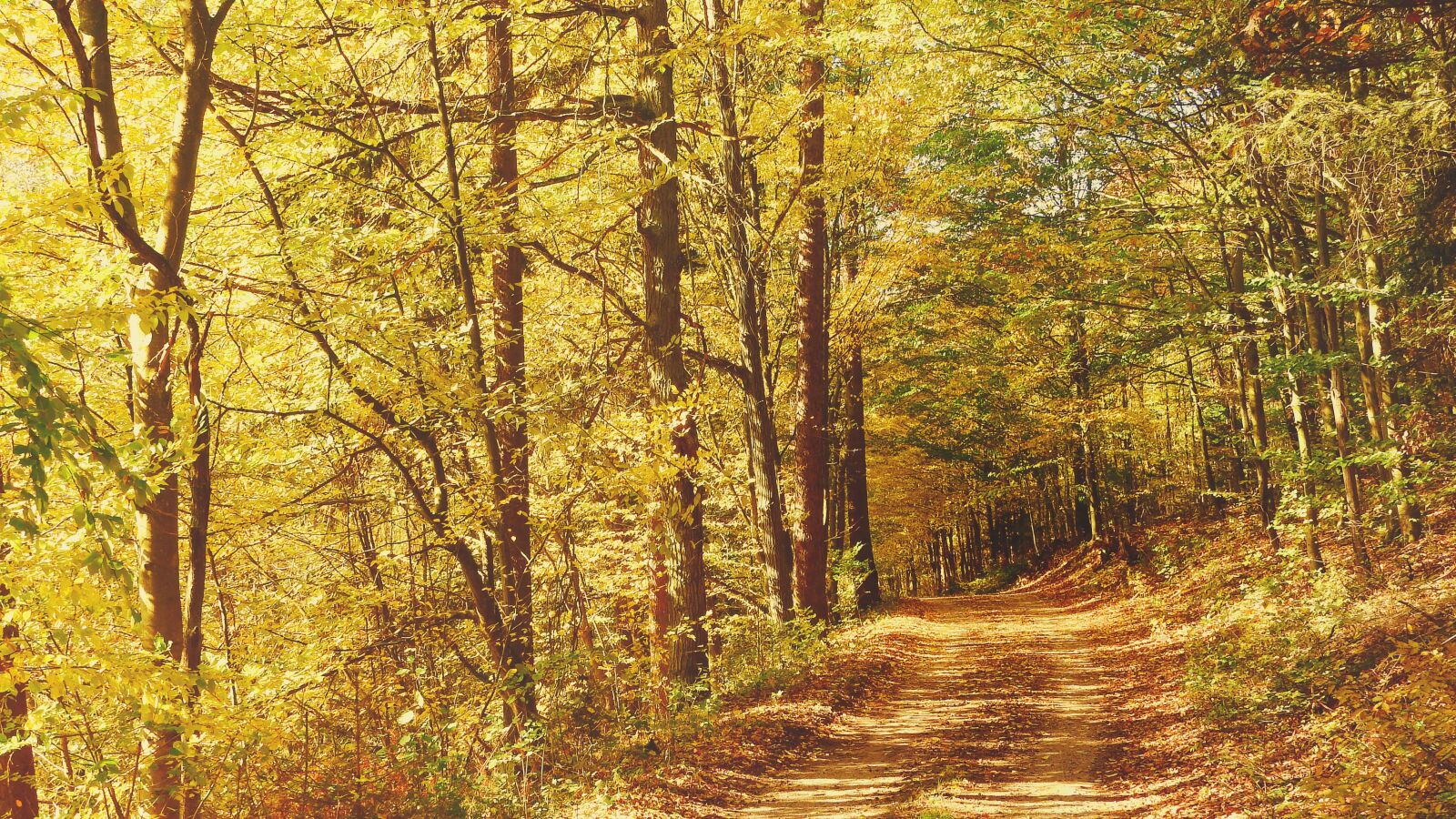 Nikon Coolpix P610 sample photo. Forest road, autumn forest photography