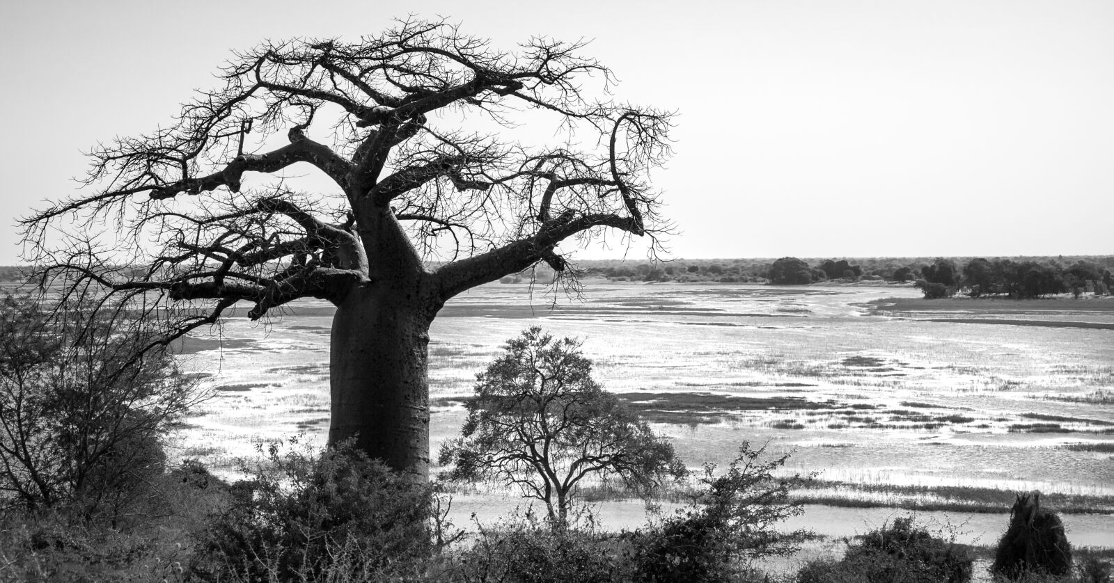 Canon EOS 400D (EOS Digital Rebel XTi / EOS Kiss Digital X) + Sigma 12-24mm f/4.5-5.6 EX DG ASPHERICAL HSM + 1.4x sample photo. Baobab tree, tree, silhouetted photography