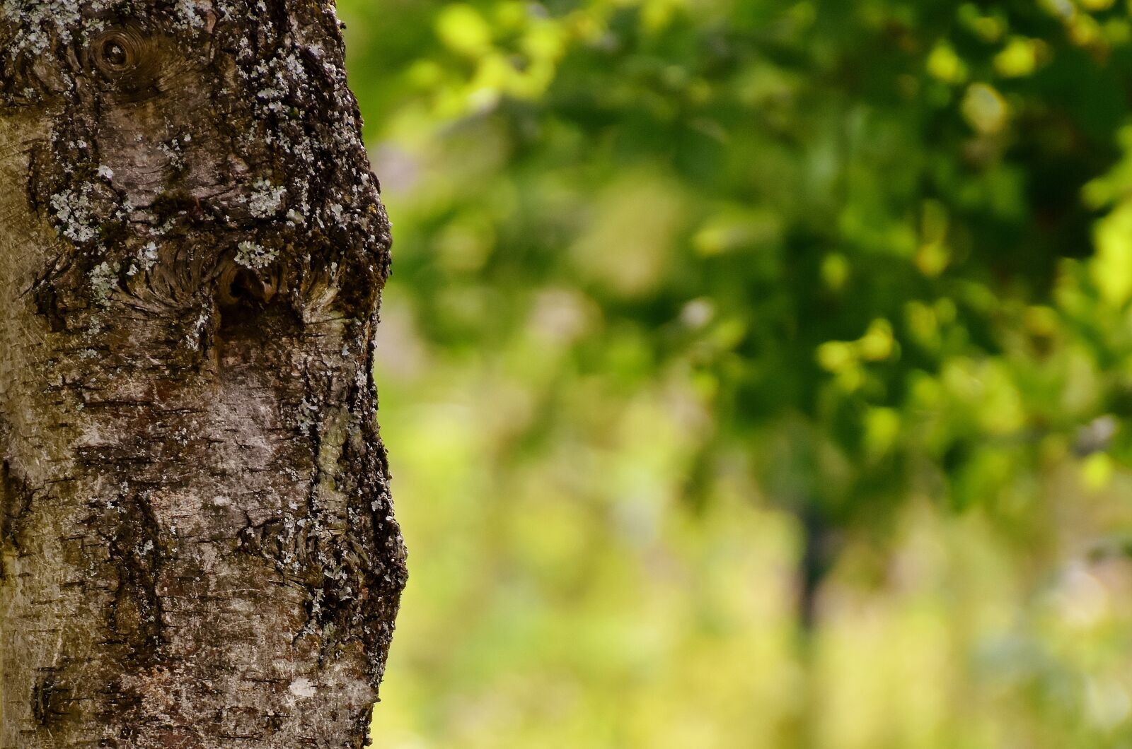 Nikon D7200 sample photo. Tree, garden, nature photography