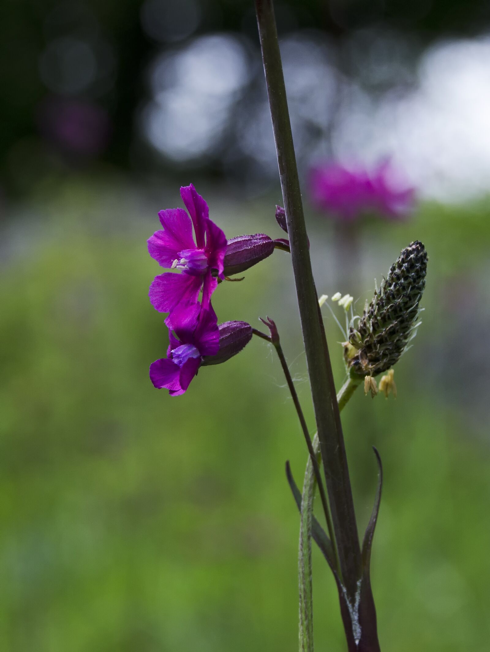 Nikon D5100 sample photo. Wild flowers, purple, bloom photography