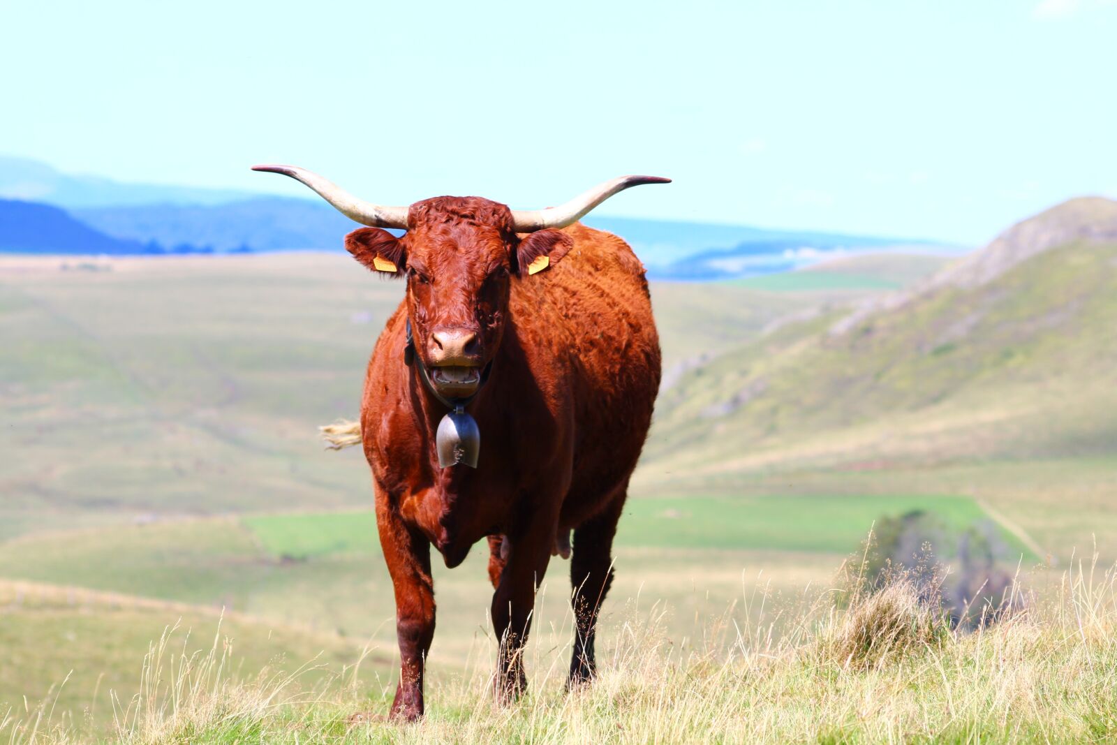 Canon EOS 1200D (EOS Rebel T5 / EOS Kiss X70 / EOS Hi) sample photo. Cow, landscape, nature photography