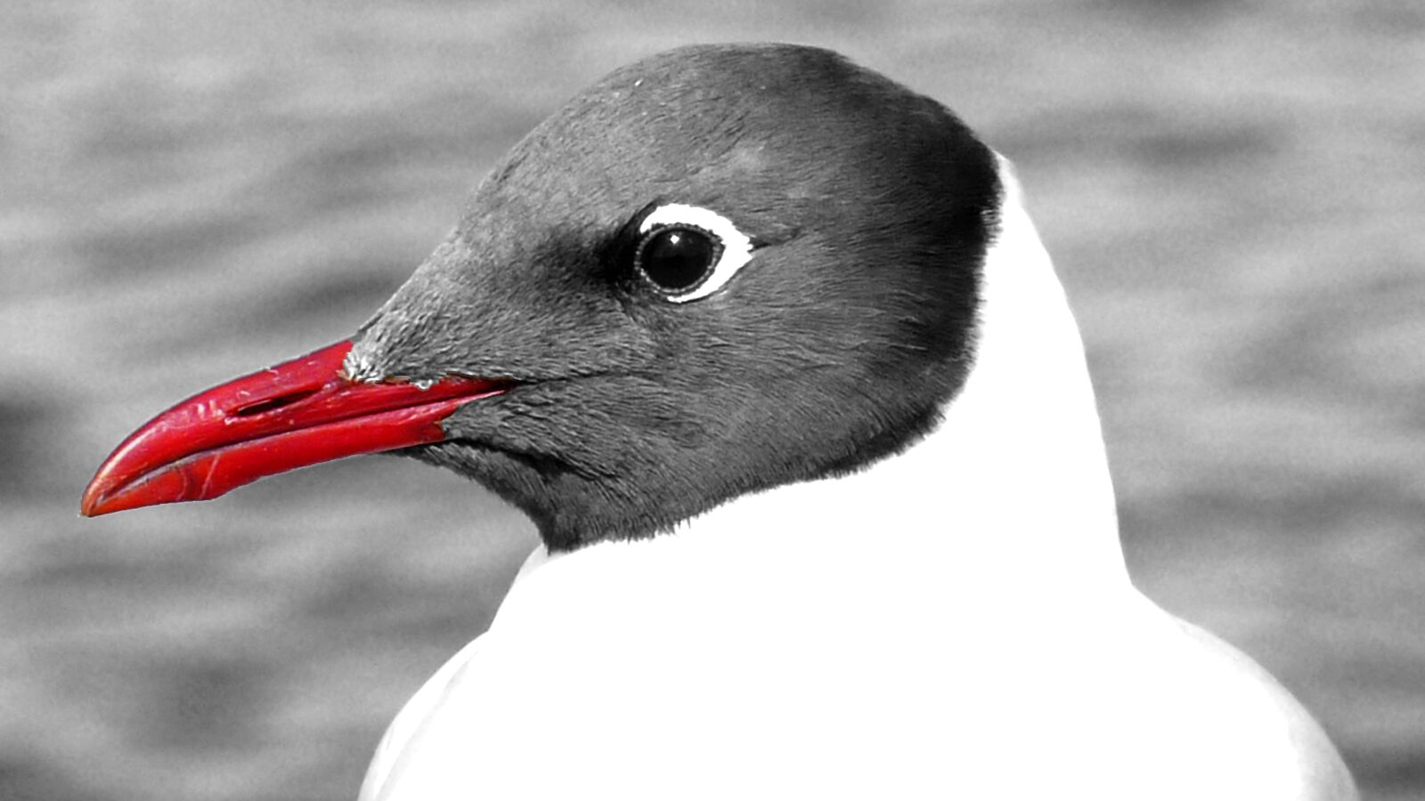 Panasonic DMC-TZ7 sample photo. Bird, nature, gull photography