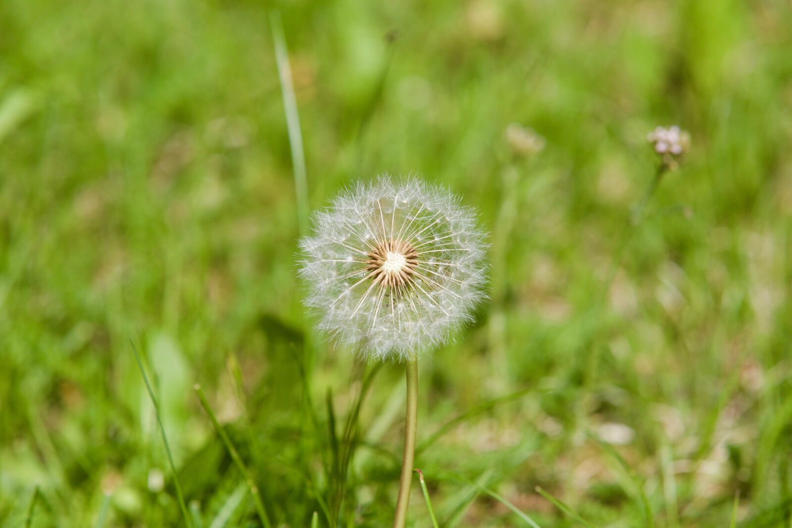 Canon EOS 5D Mark III sample photo. Dandelion, flower, plant photography