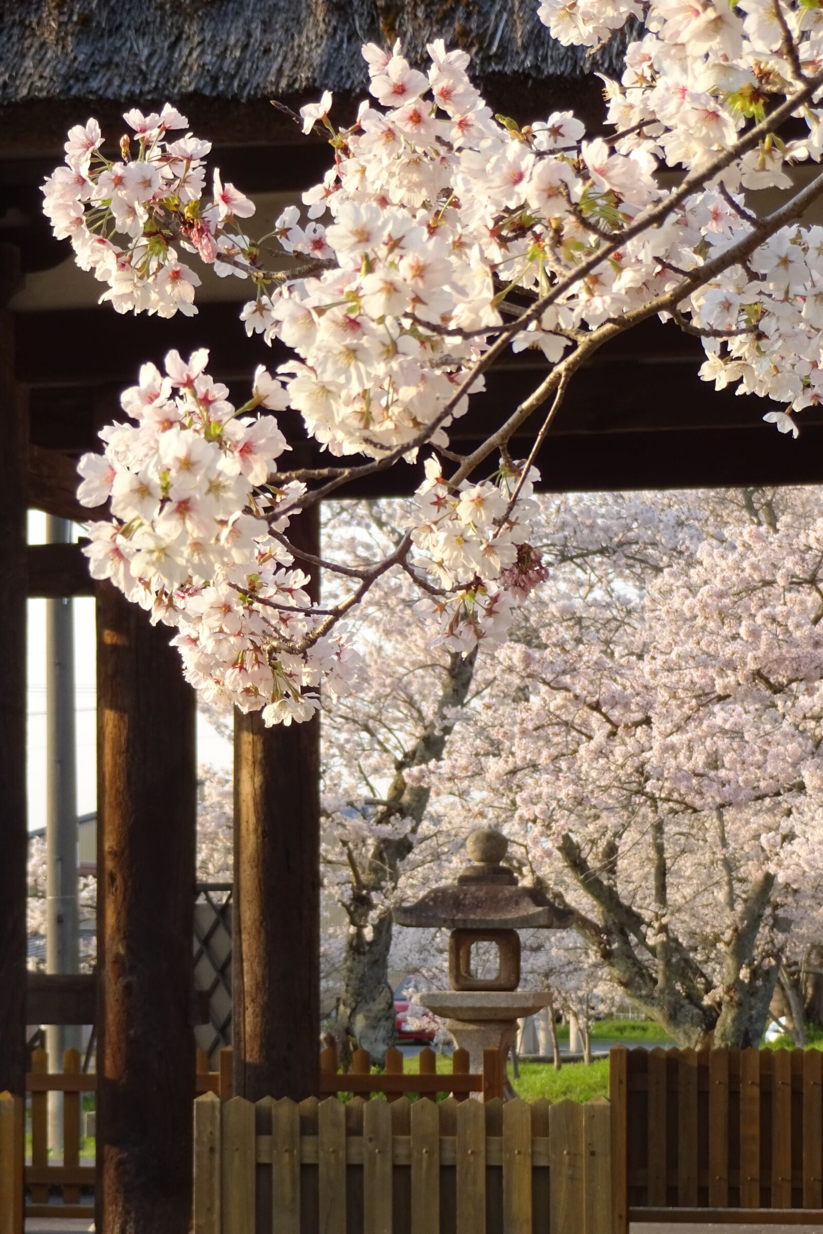 Sony Cyber-shot DSC-WX220 sample photo. Cherry blossoms, spring, spring photography
