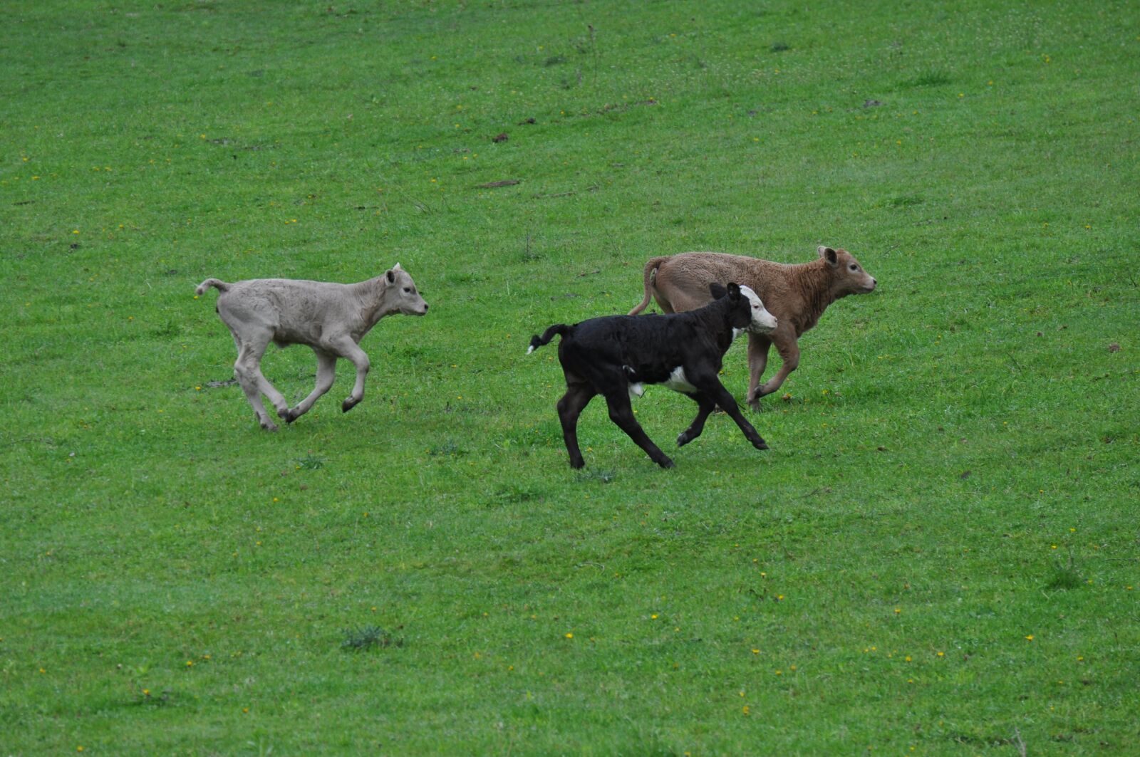 Nikon D5000 sample photo. Grass, mammal, animal photography