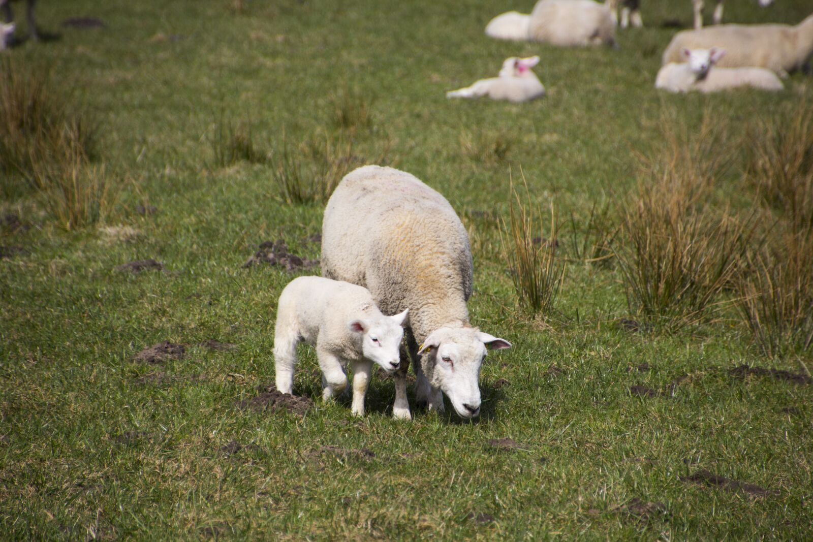 Canon EOS 60D sample photo. Sheep, grass, lamb photography
