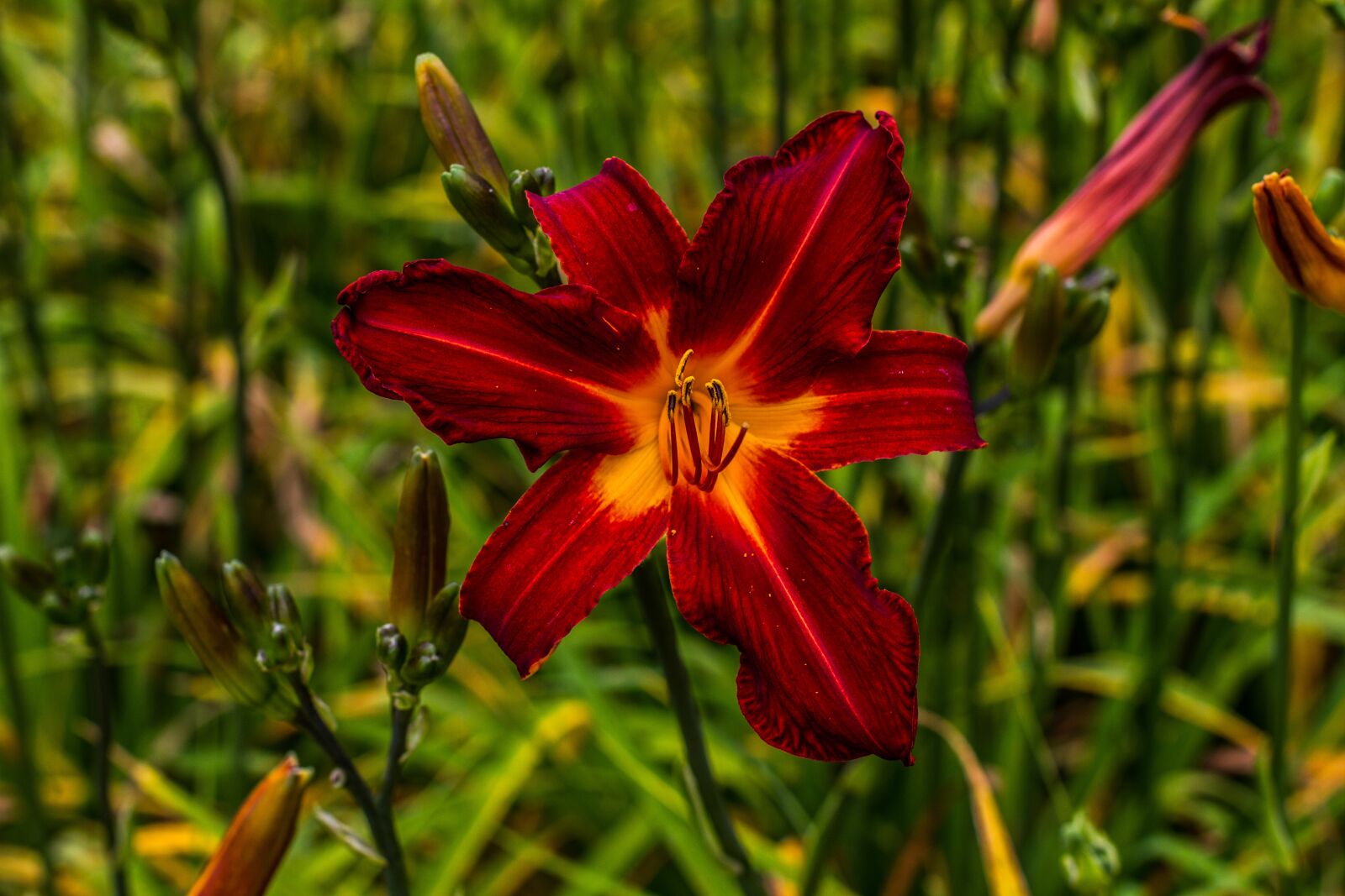 Canon EOS 7D + Canon EF 50mm F1.4 USM sample photo. Red, flower, burgundy photography