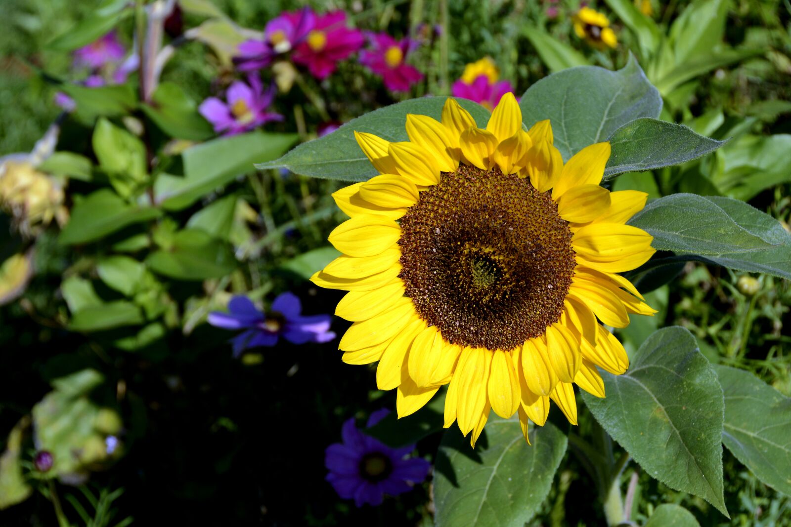 Nikon D7100 sample photo. Sunflower, flower, blossom photography
