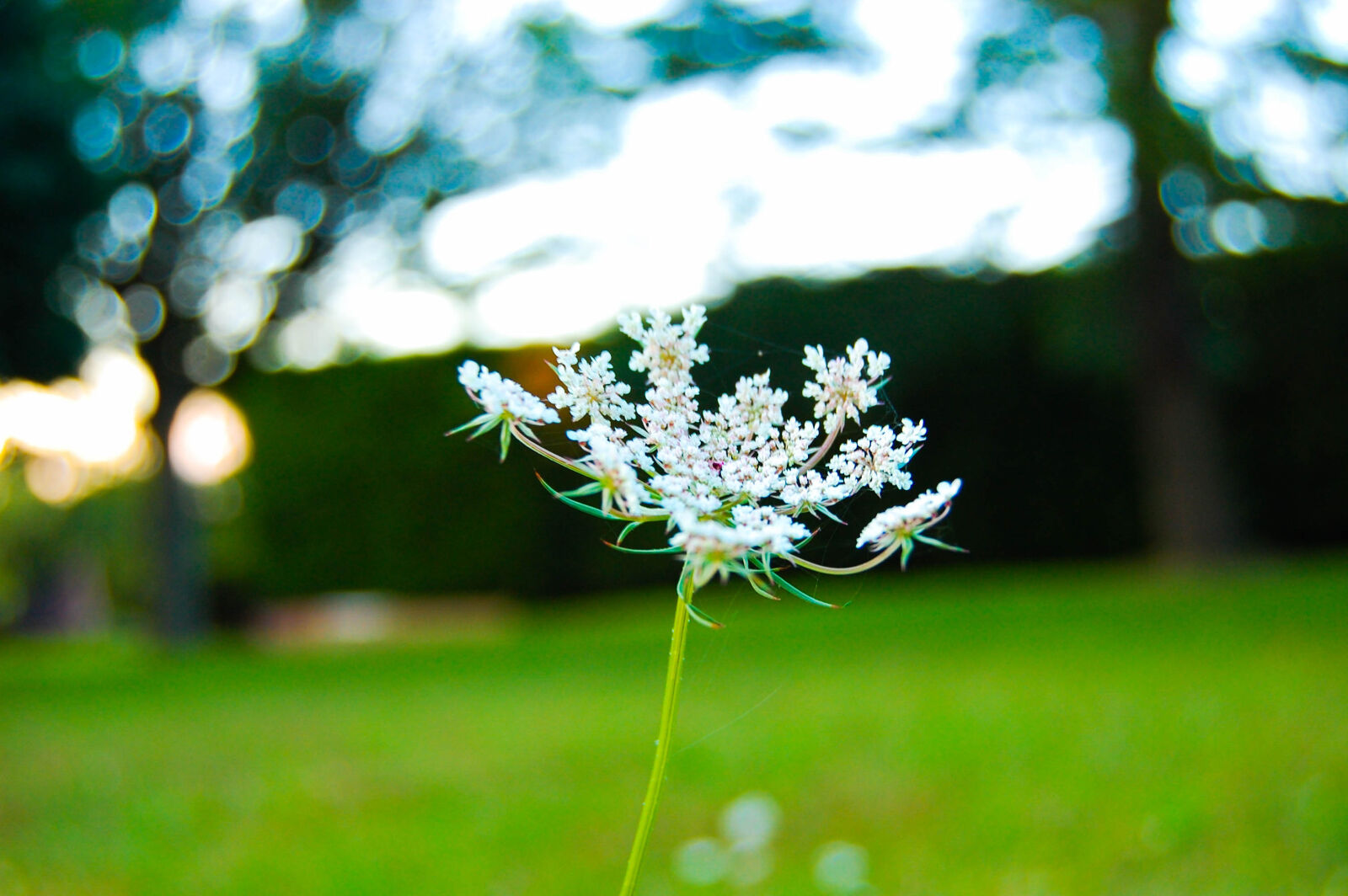 Nikon D40 sample photo. Flower, garden, green, nature photography