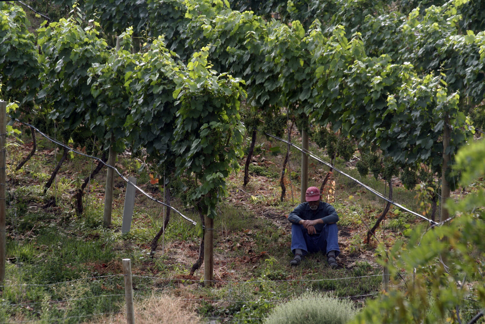 Canon EOS 350D (EOS Digital Rebel XT / EOS Kiss Digital N) sample photo. Agriculture, break, vinyard, winery photography