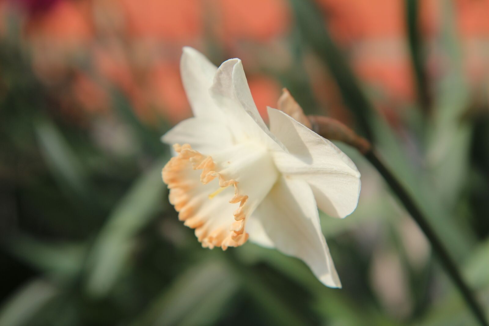 Canon EOS 600D (Rebel EOS T3i / EOS Kiss X5) sample photo. Narcissus, bulbs, spring photography