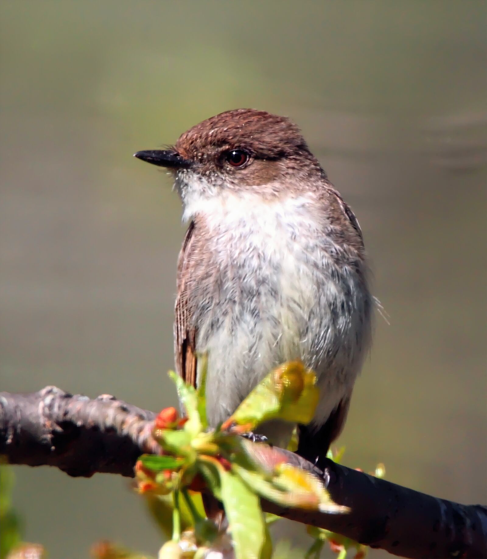 Tamron SP 150-600mm F5-6.3 Di VC USD sample photo. Eastern phoebe, flycatcher, bird photography
