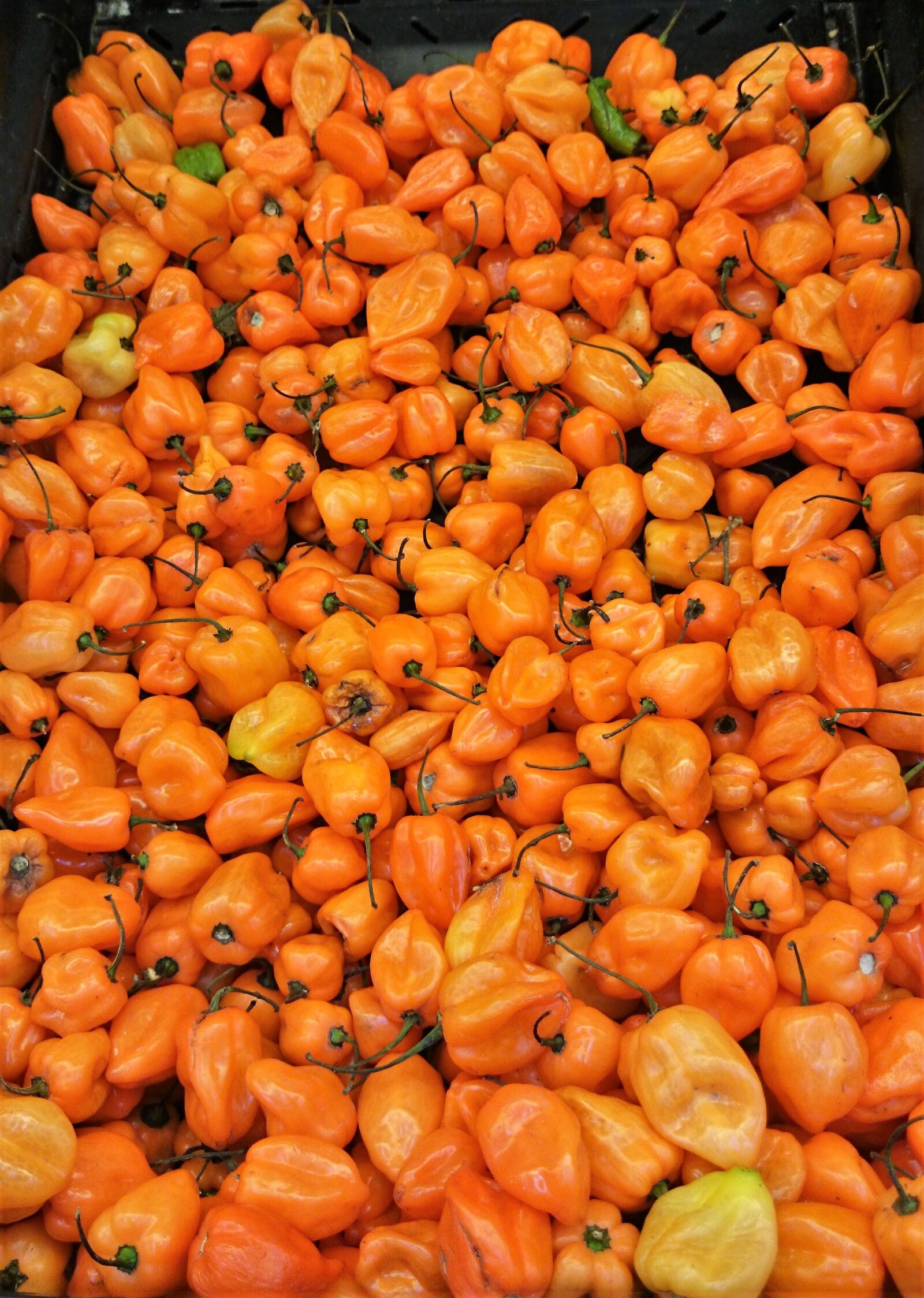 Sony Xperia Z1 sample photo. Food, peppers, ingredient photography