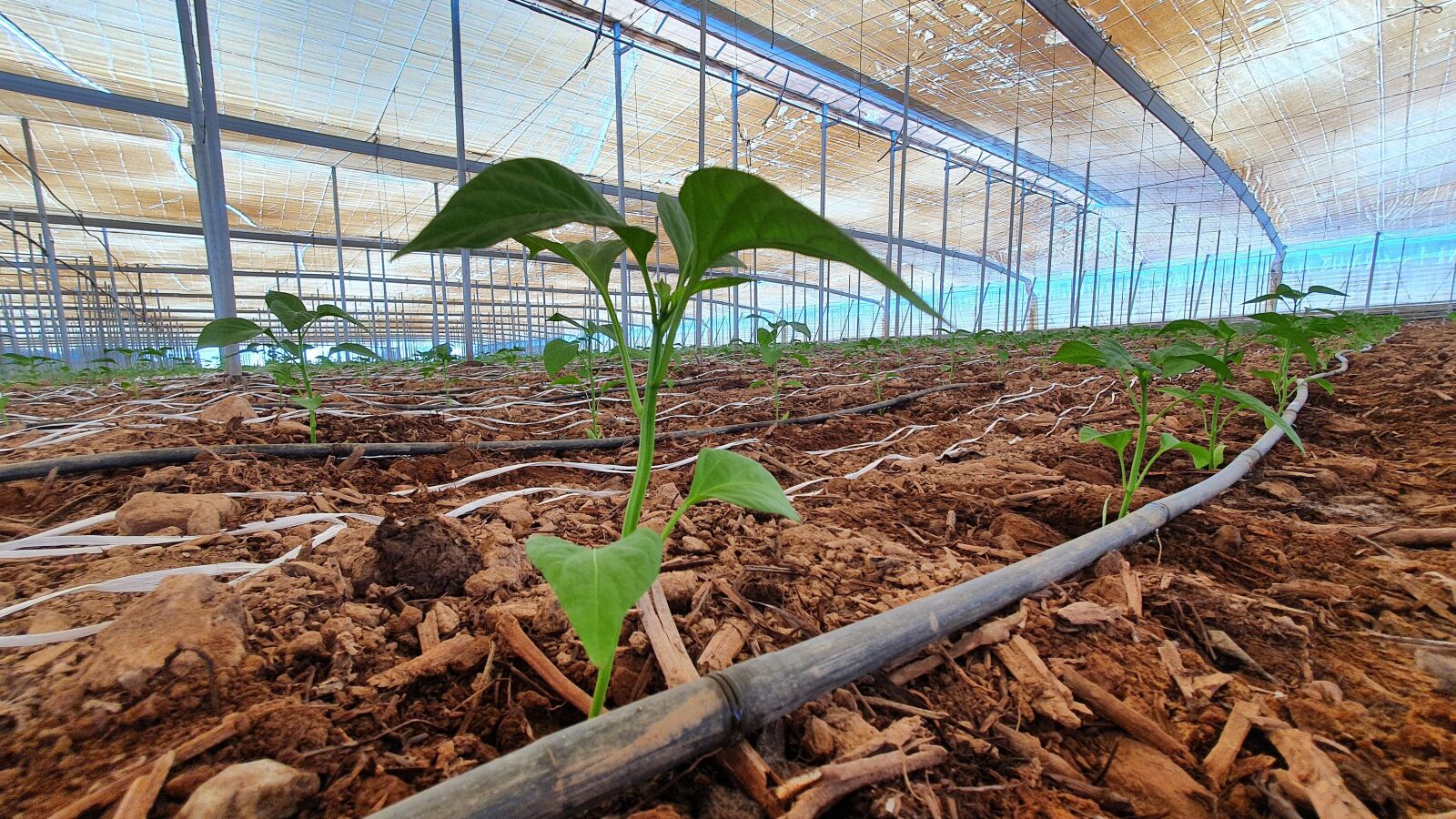 Samsung SM-G975F sample photo. Greenhouse, agro, agriculture photography