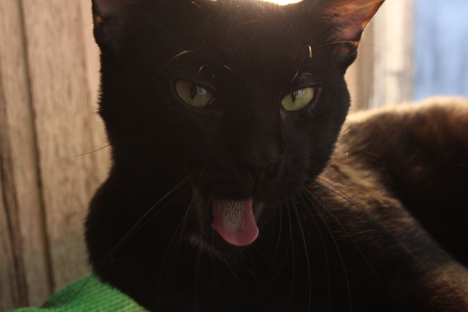 Canon EOS 700D (EOS Rebel T5i / EOS Kiss X7i) sample photo. Black, cat, cats, cute photography
