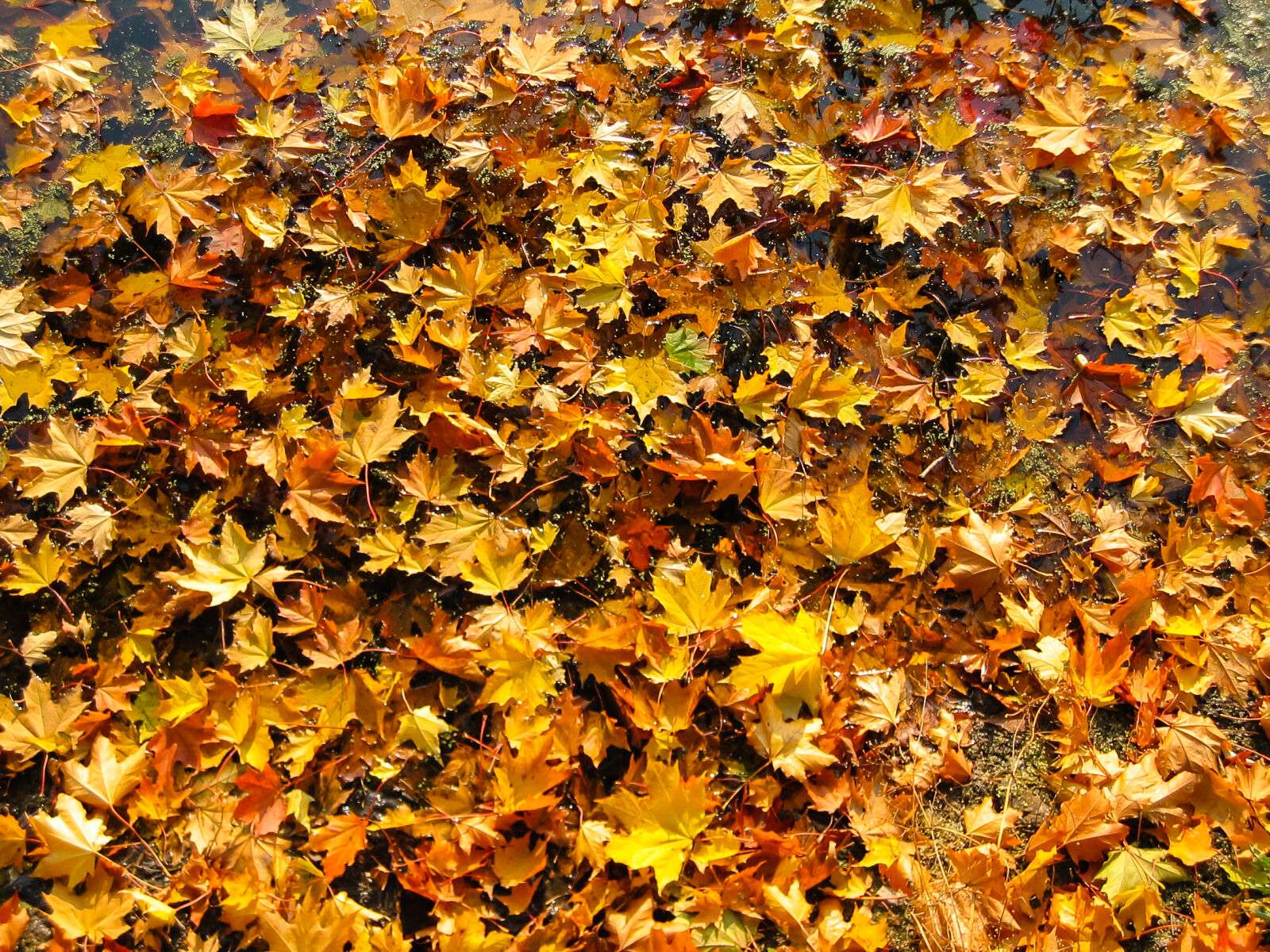 Canon POWERSHOT A80 sample photo. Abstract, autumn, autumn, colours photography