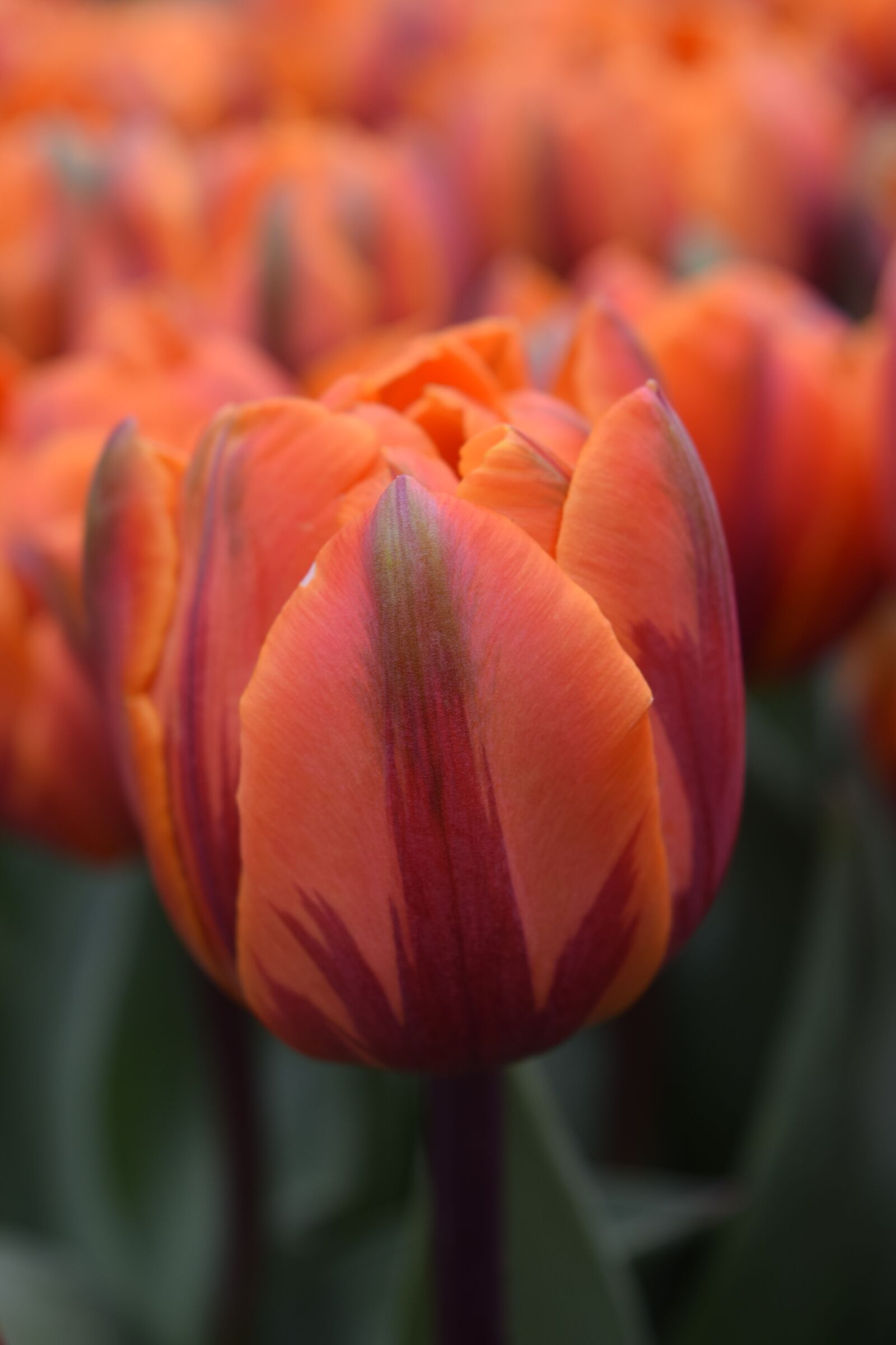 Nikon D3300 sample photo. Tulip, flower, orange photography