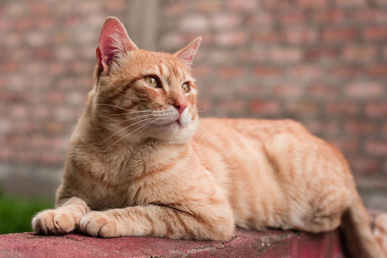 Nikon D7200 sample photo. Nice, animalia, cat photography