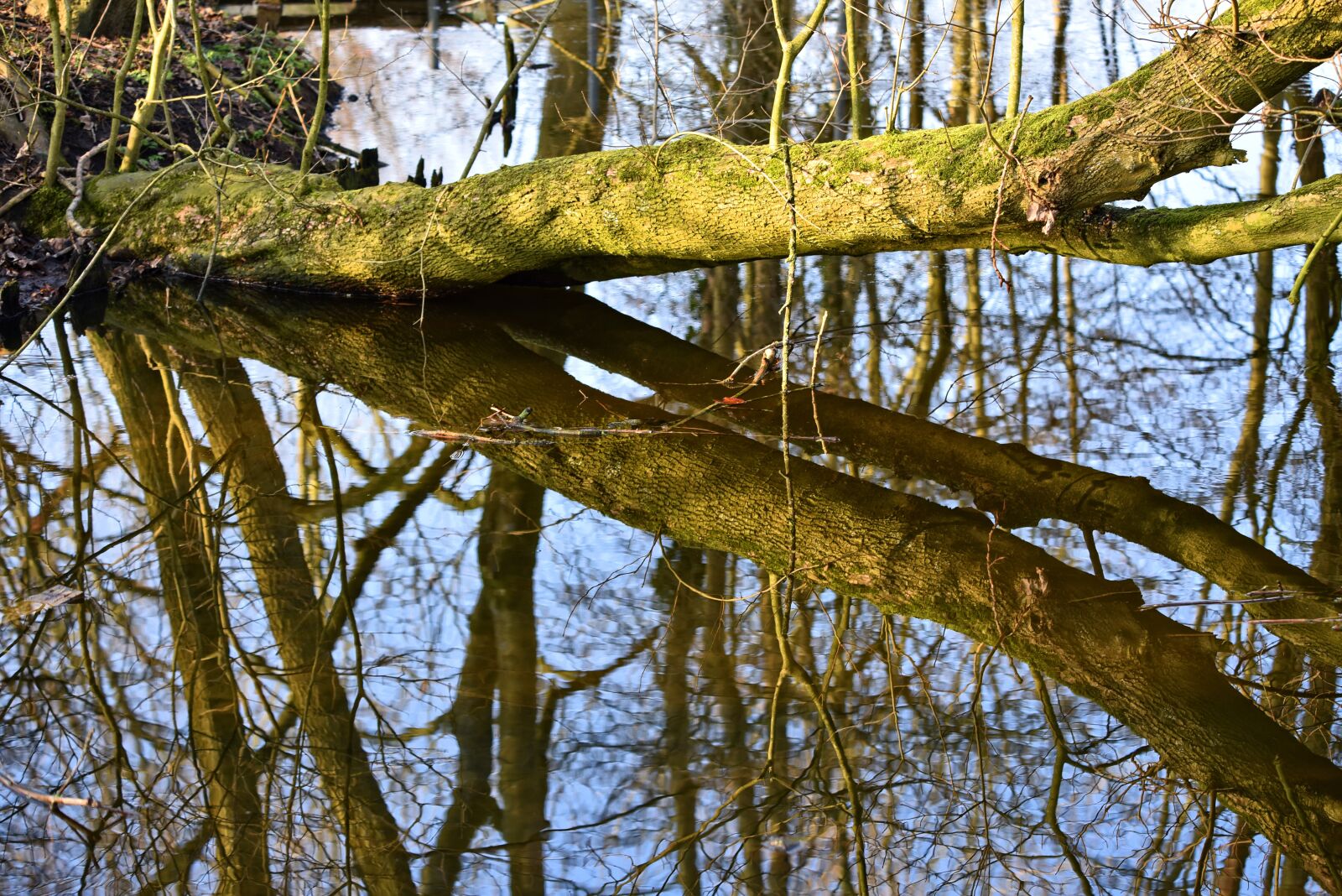 Nikon D750 sample photo. Tree, trunk, creek photography