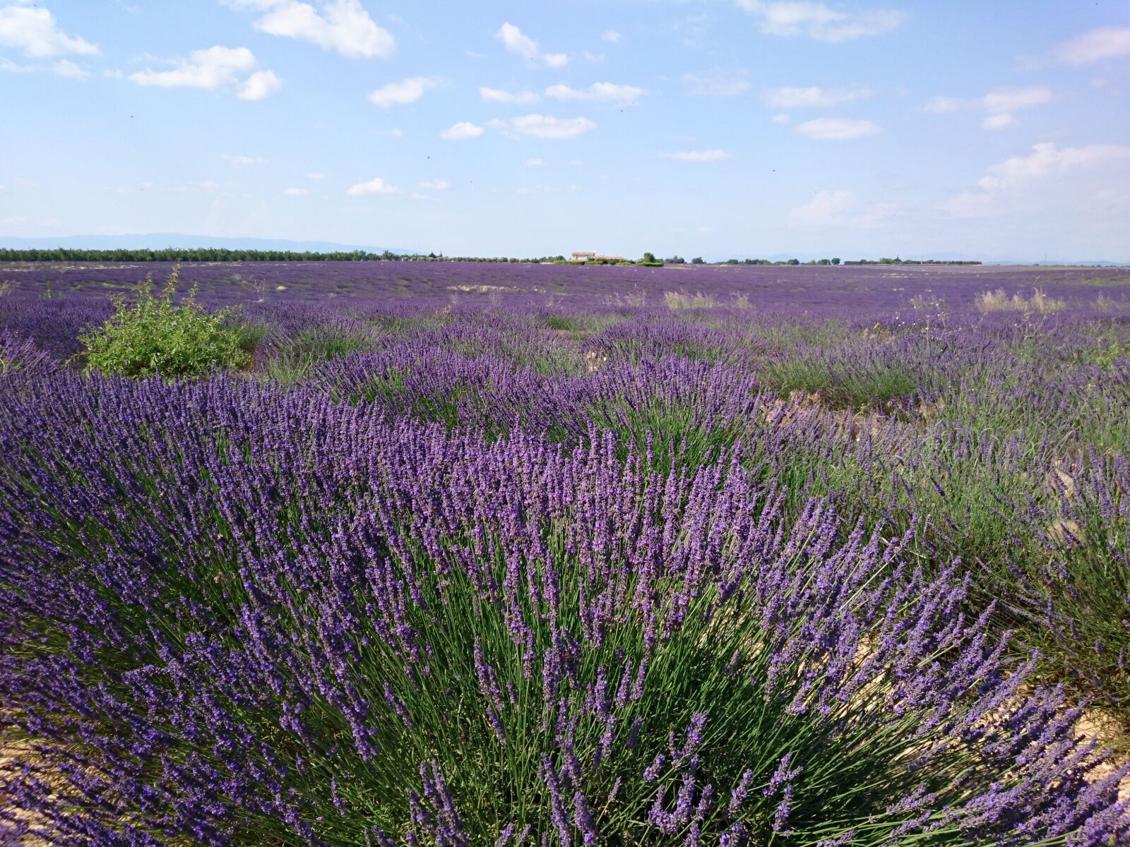 Sony Xperia Z3+ sample photo. Provence, lavender, vacations photography