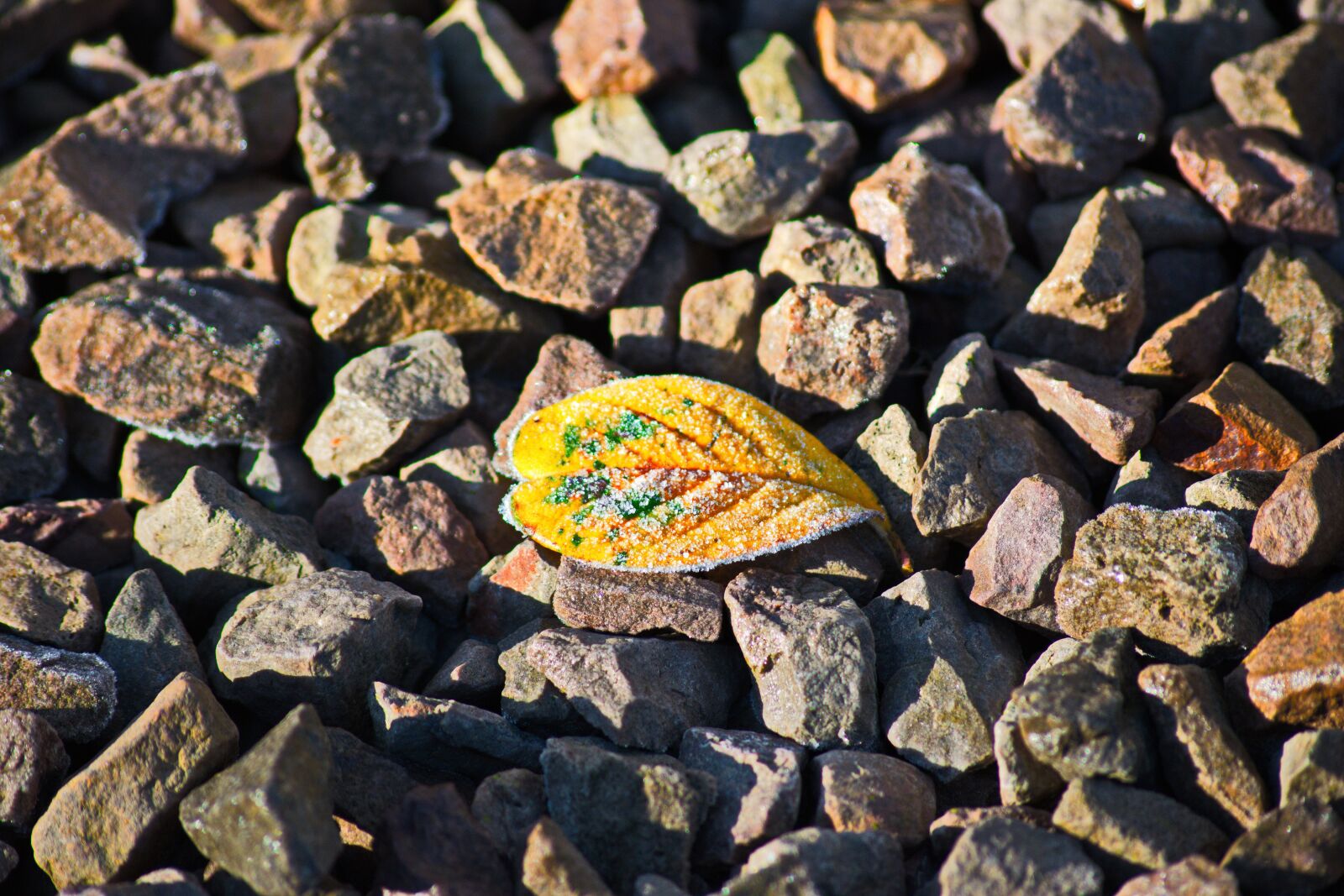 Nikon D3300 sample photo. Stones, leaf, cold photography