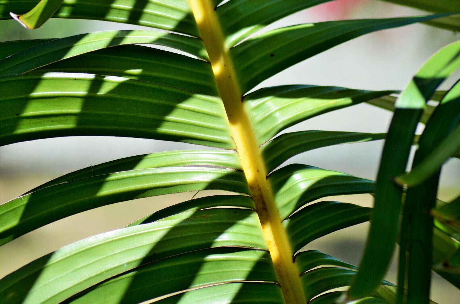 Nikon D5100 sample photo. Banana, yellow, plants photography