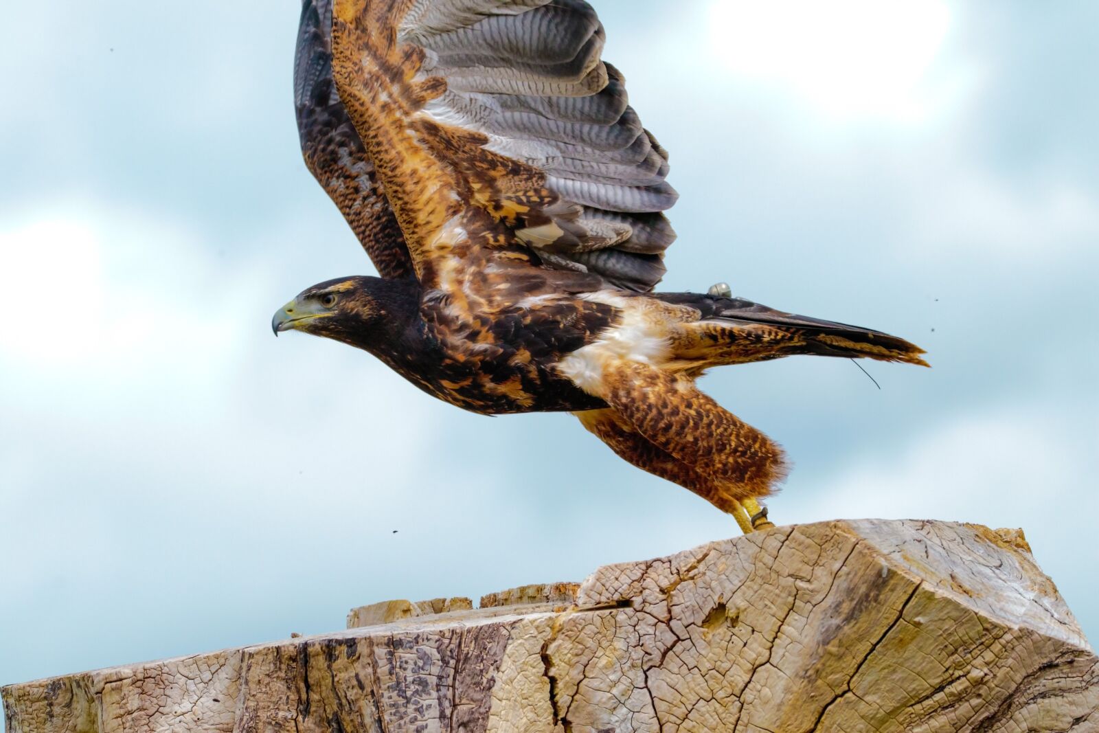 Canon EOS 7D Mark II sample photo. African fish eagle, bird photography