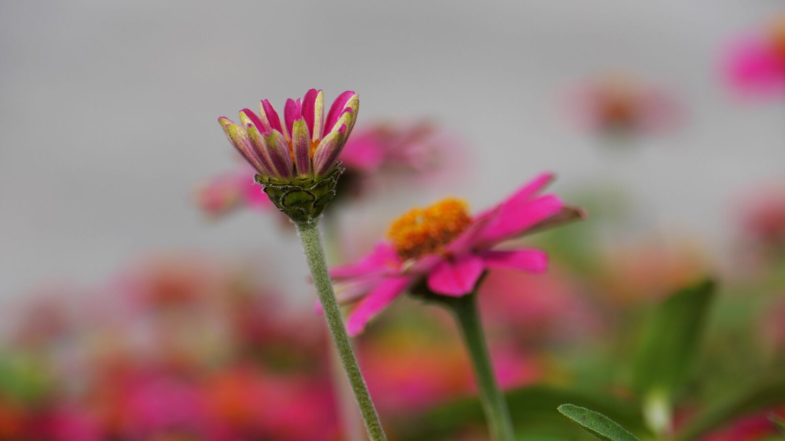 Panasonic Lumix DMC-GH3 sample photo. Flowers, spring, spring flowers photography