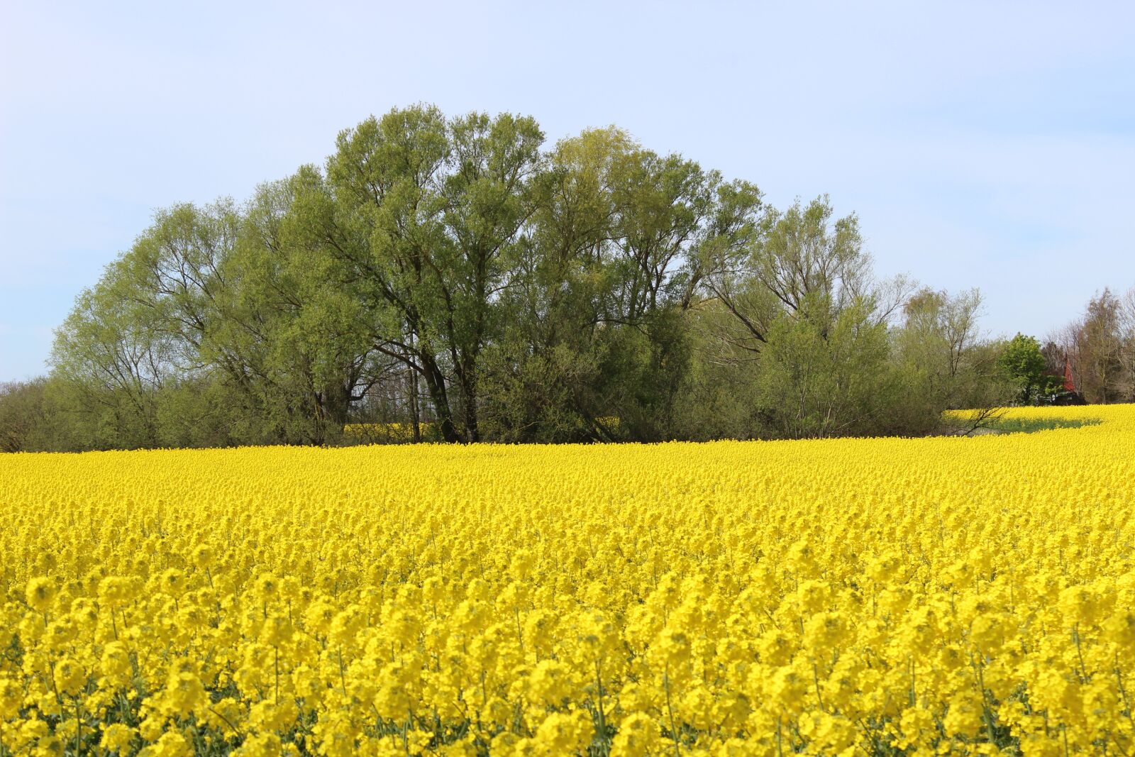 Canon EOS 600D (Rebel EOS T3i / EOS Kiss X5) sample photo. Oilseed rape, agriculture, yellow photography