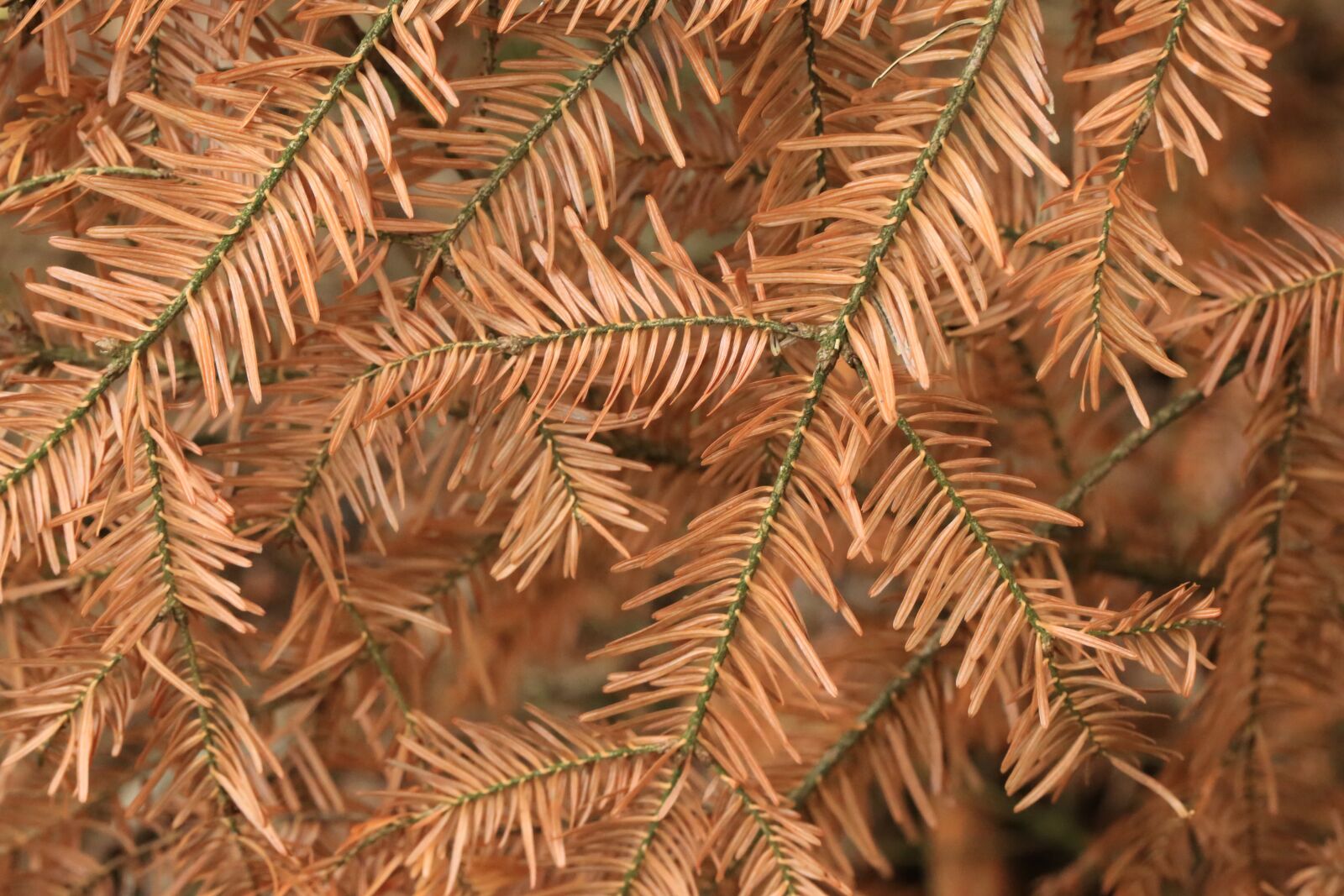 Canon EF 100mm F2.8L Macro IS USM sample photo. Holly, needles, fir tree photography