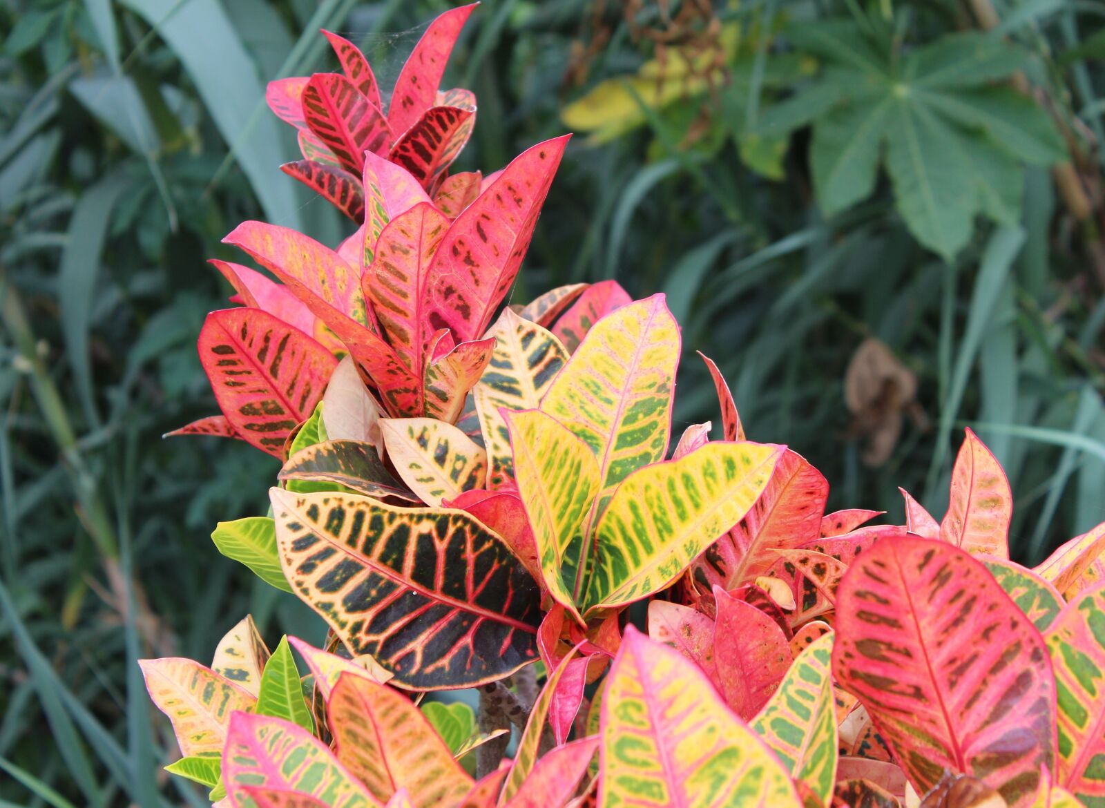 Canon EOS 650D (EOS Rebel T4i / EOS Kiss X6i) sample photo. Leaves, colorful, farbenspiel photography