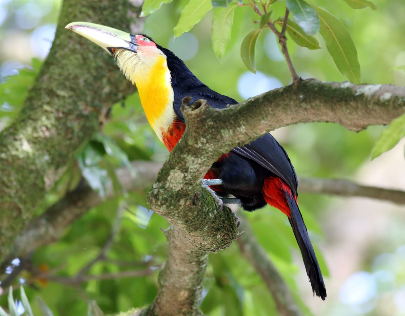 Canon EOS 5D Mark III sample photo. Tucano, on the branch photography