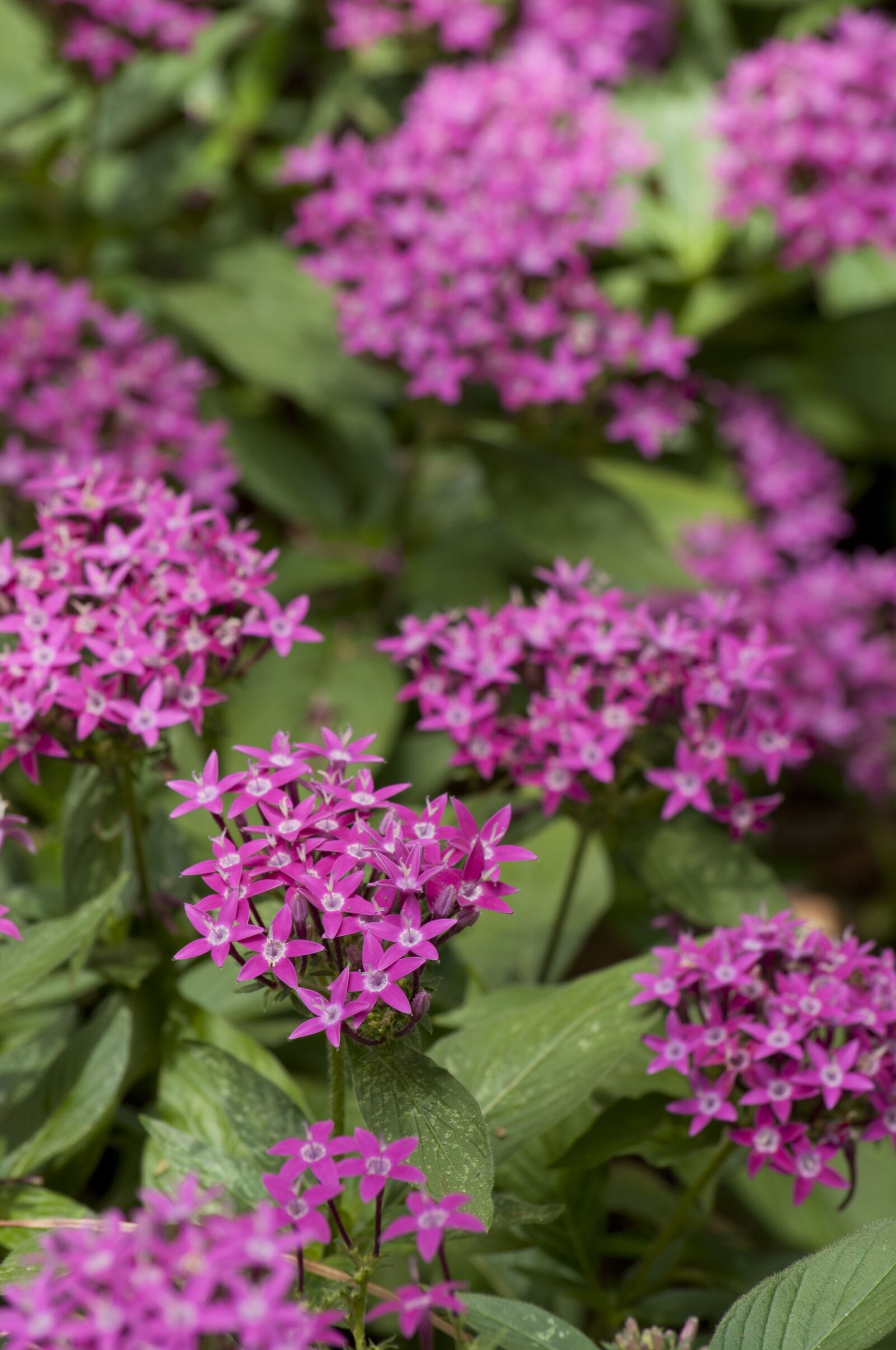 Nikon D5000 sample photo. Pentas, flowers, purple photography