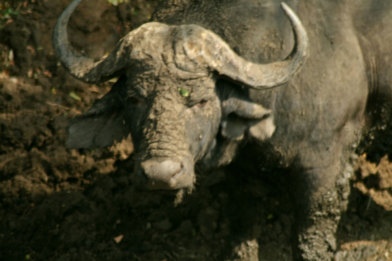 Canon EOS 400D (EOS Digital Rebel XTi / EOS Kiss Digital X) sample photo. Animals, black, brown, buffalo photography