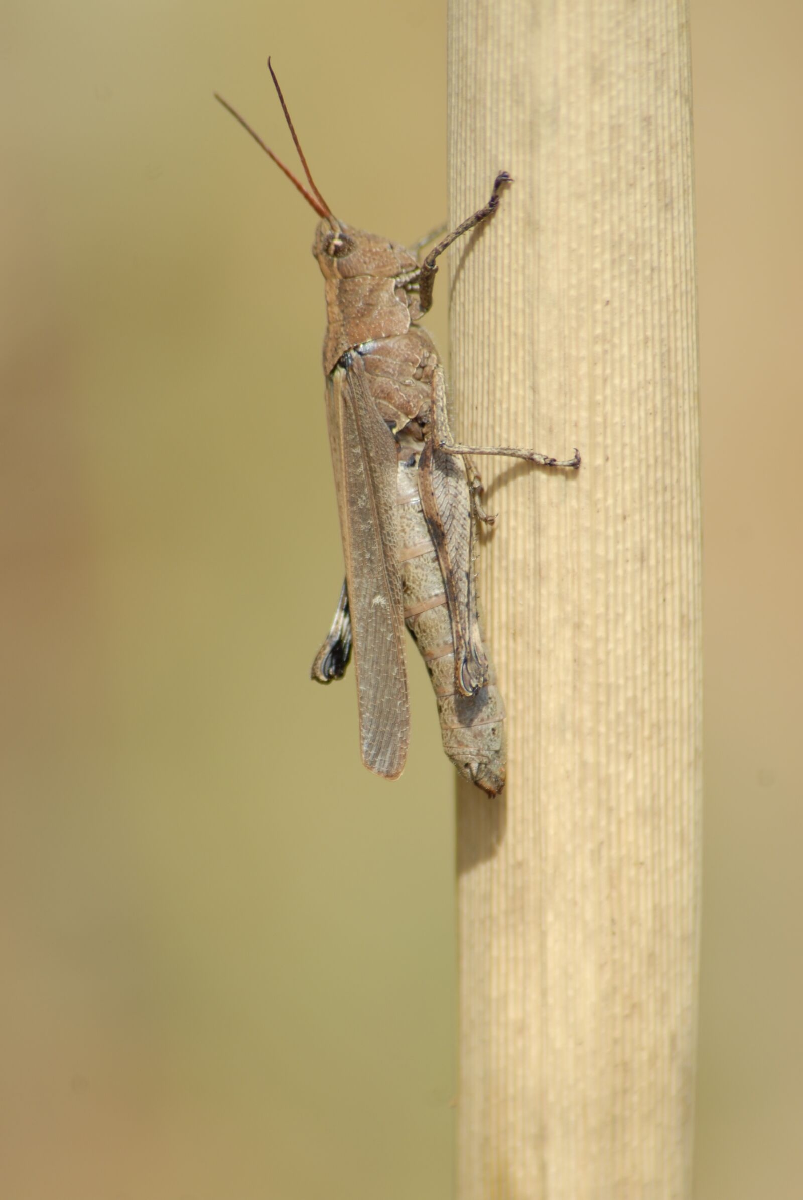 Nikon D200 sample photo. Insects, chapulines, nature photography