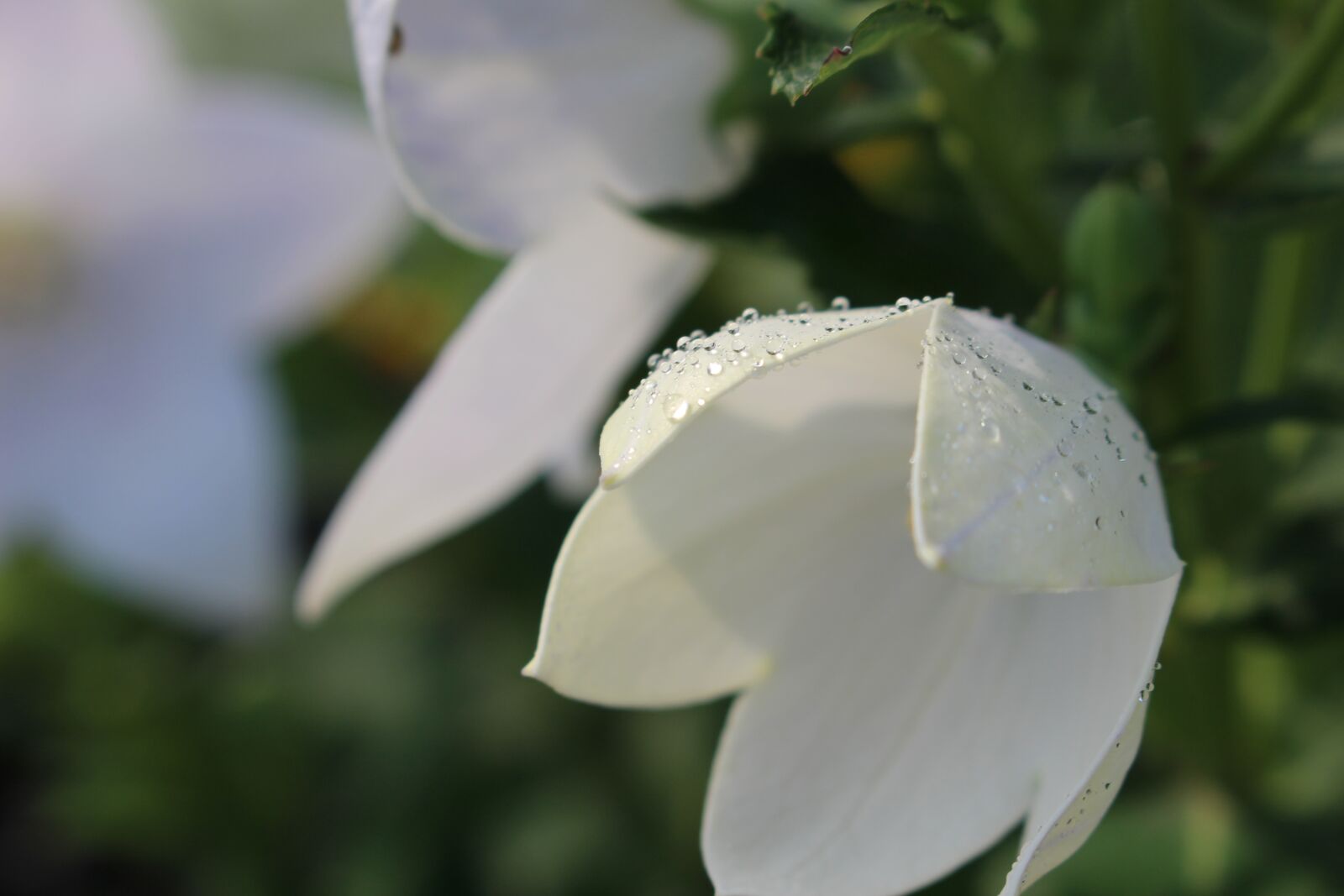 Canon EOS 100D (EOS Rebel SL1 / EOS Kiss X7) sample photo. White flower, flora, nature photography