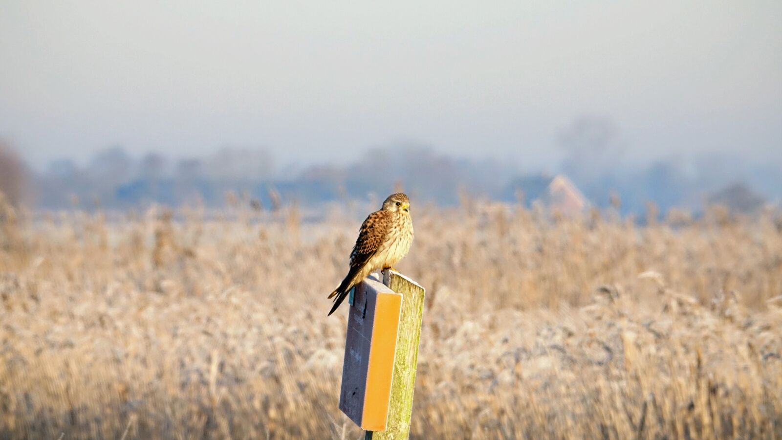 Sony Cyber-shot DSC-RX10 III sample photo. Winter, valk, kestrel photography