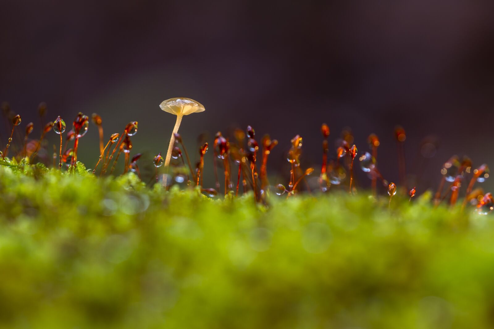 Canon EOS 7D sample photo. Mushroom, moss, thriving moss photography